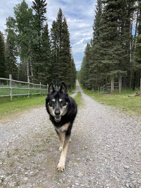 Basecamp Ranch in Bragg Creek
