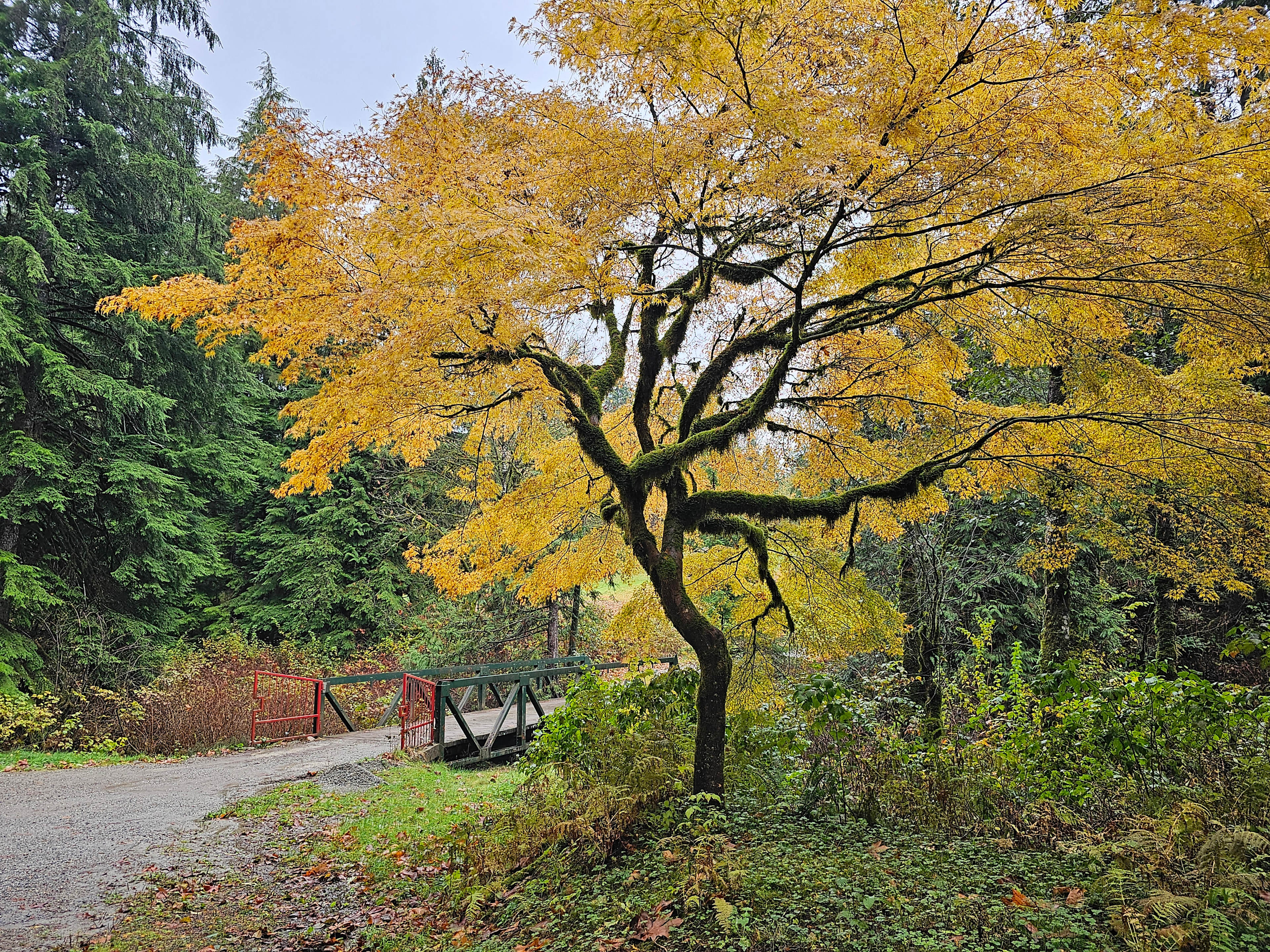 Bridge over Hairsine Creek