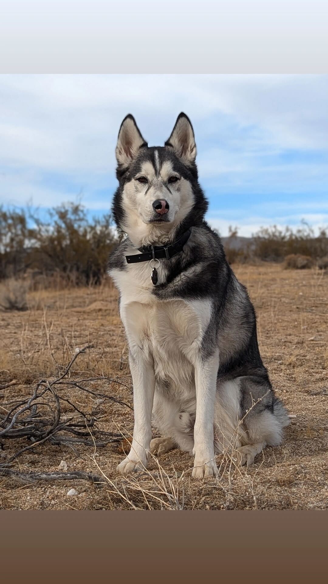 Desert Stargazers Dream