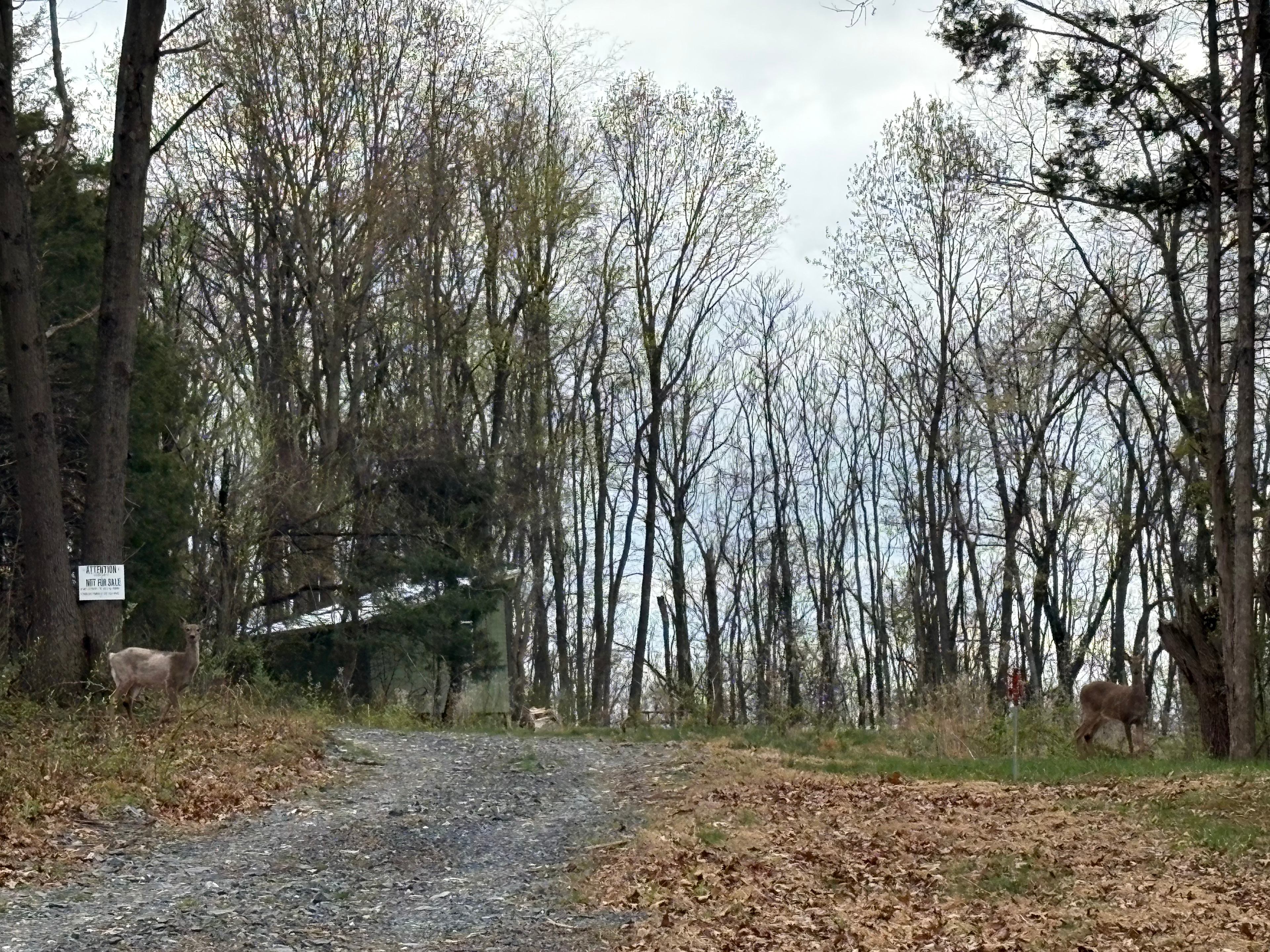 Keezletucky Ridge & Disc Golf