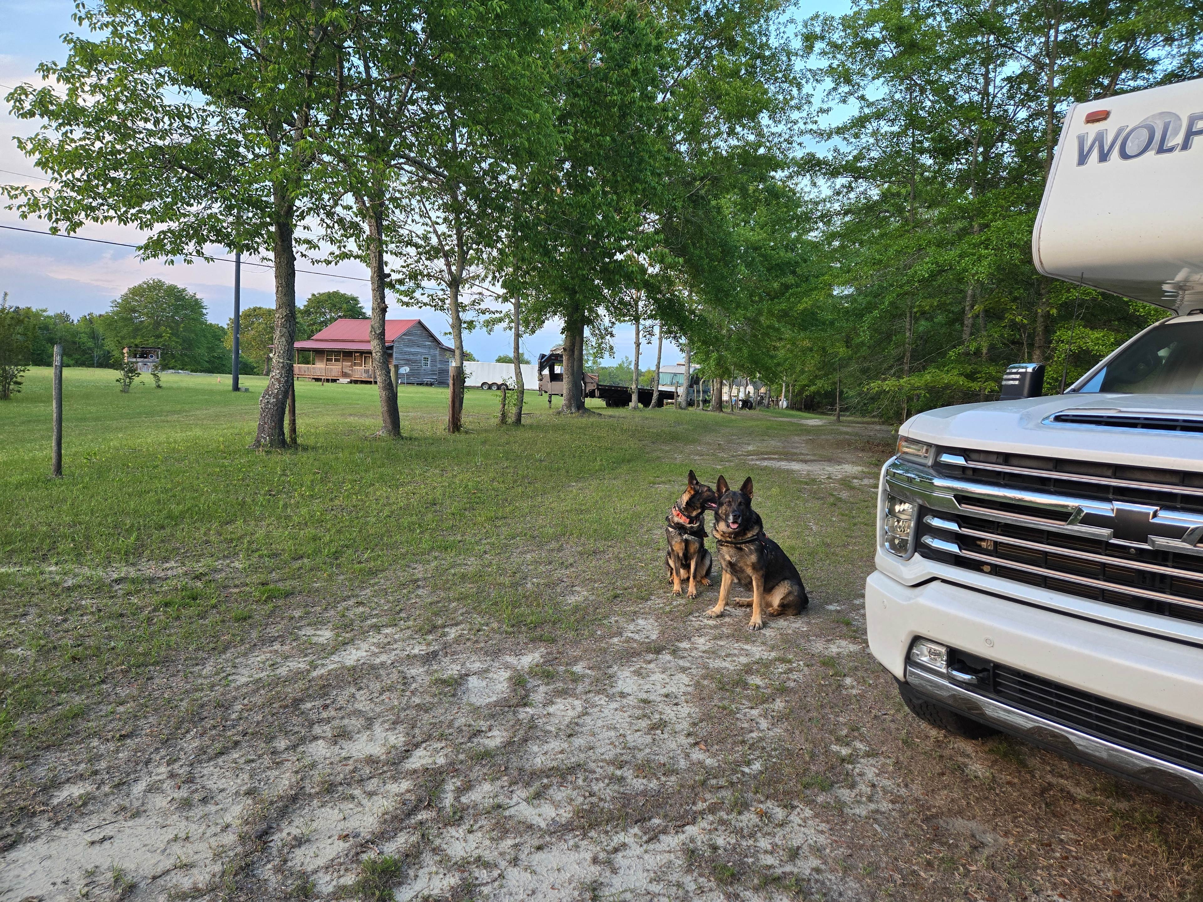 my pups enjoying the spacious camp