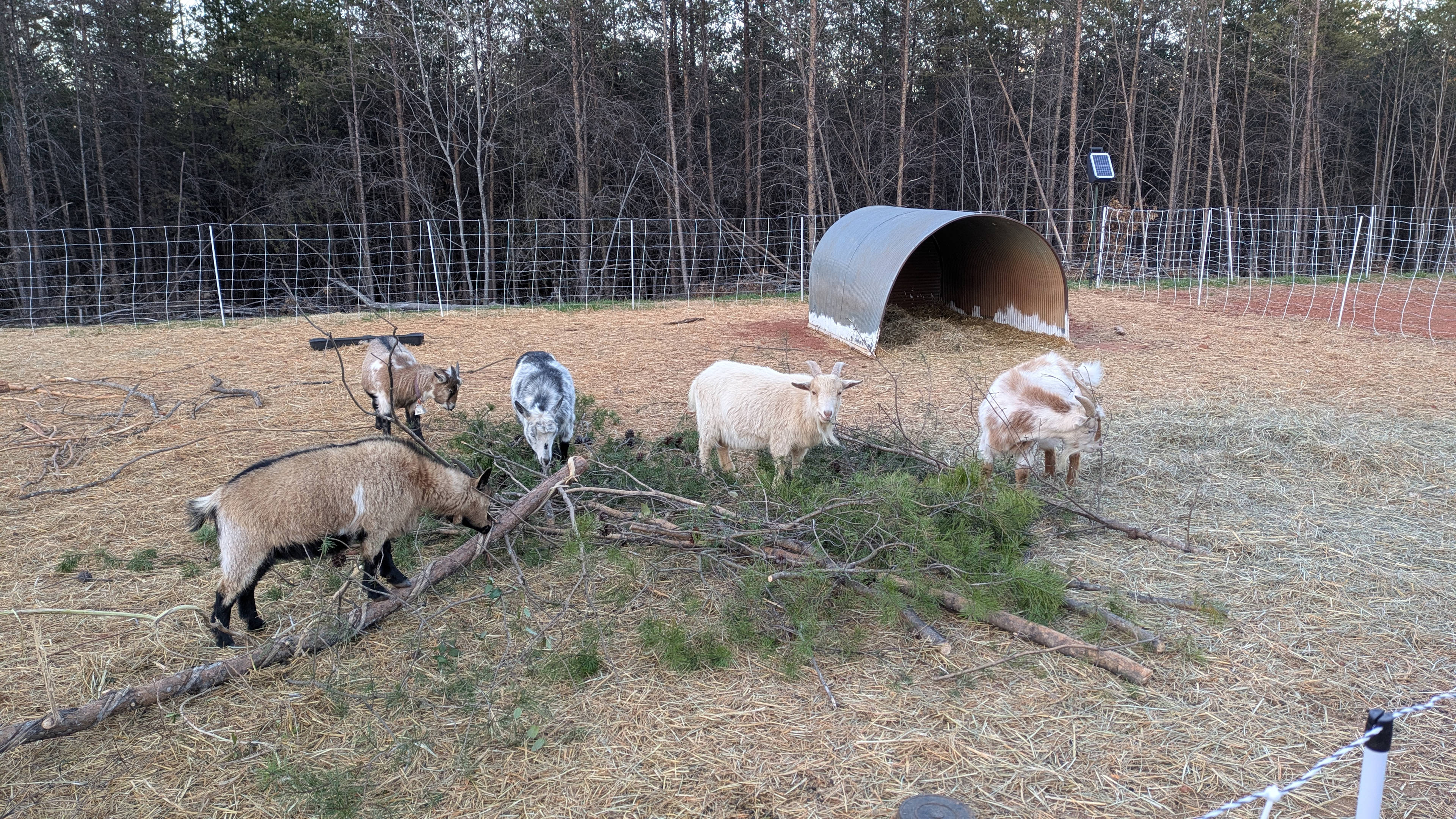 Prosperity Homestead