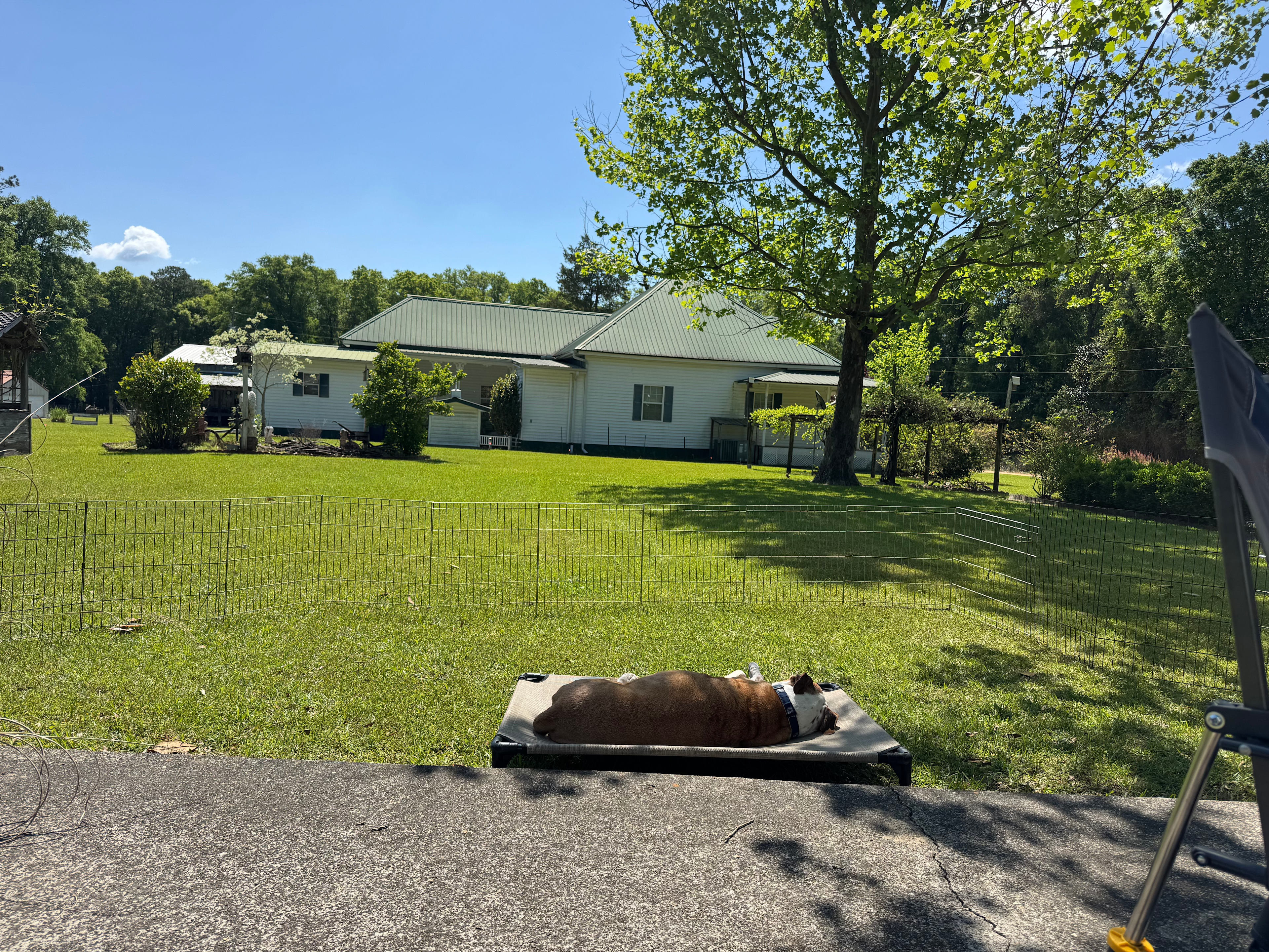 Beautiful 1910 farmhouse and Dooley enjoying the shade.