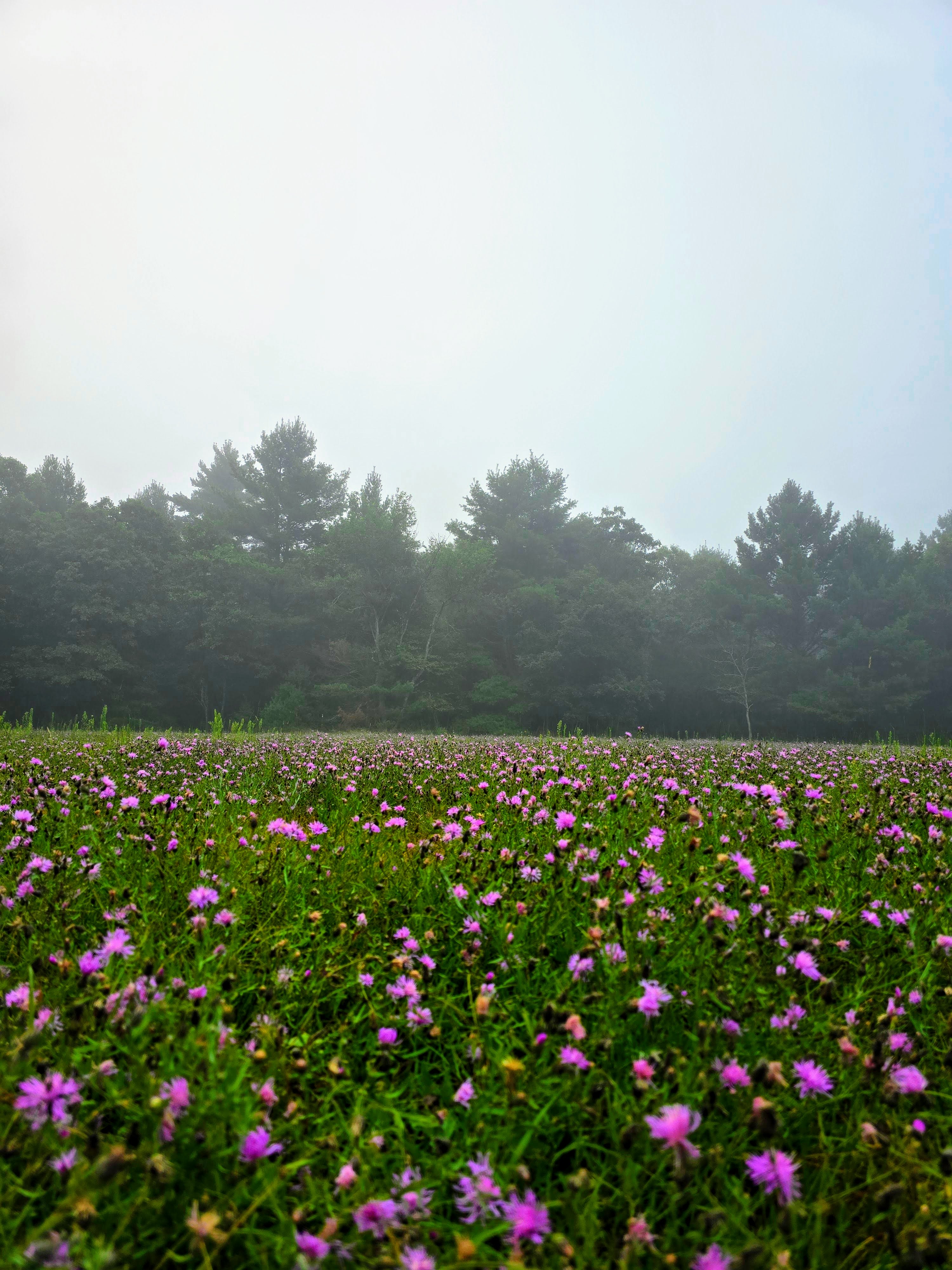 Prickly Pine Farm