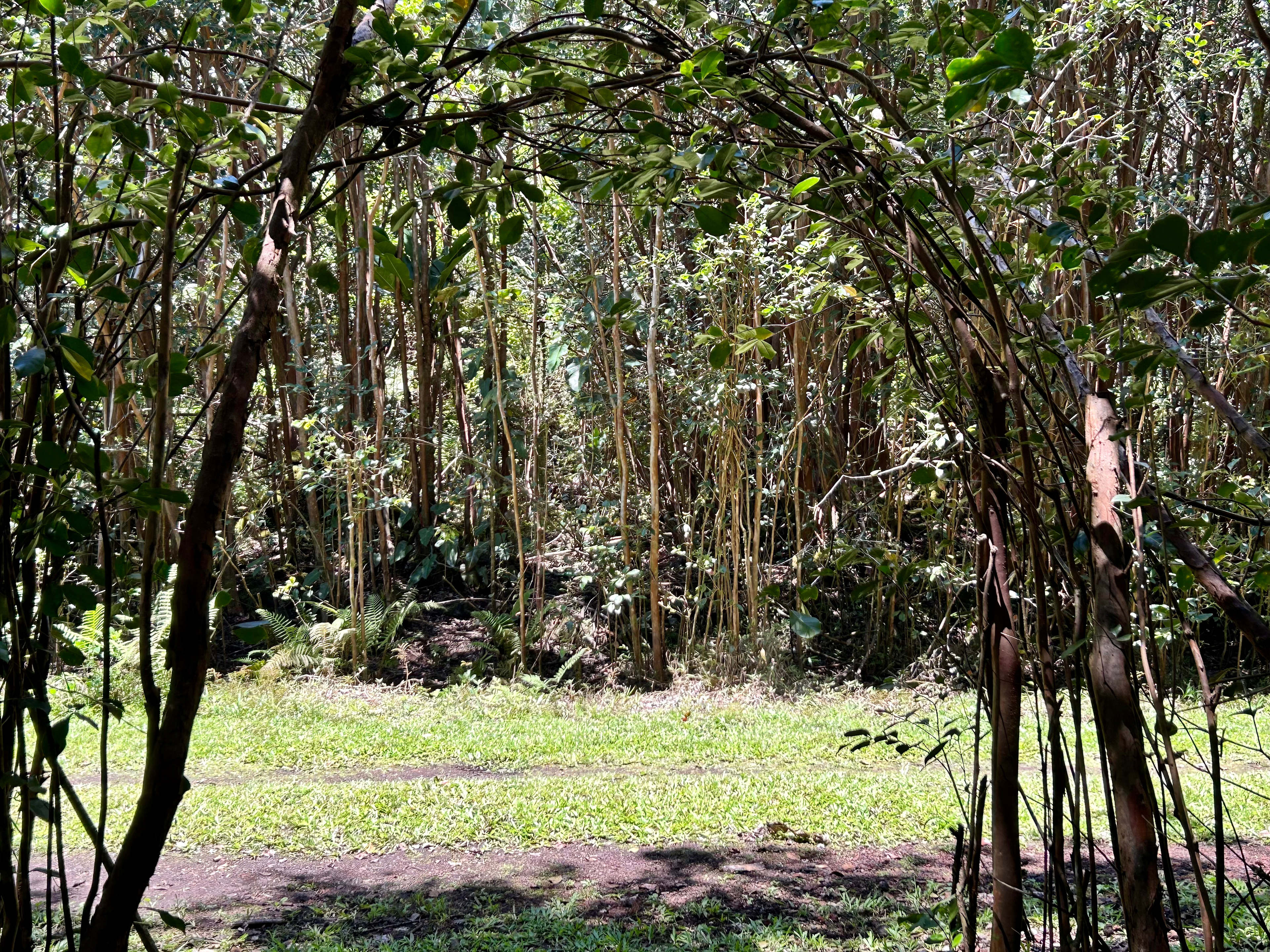 Strawberry Guava Forest Hideaway