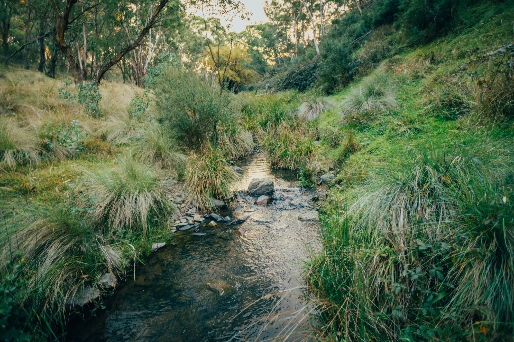 creek at the bottom of the property