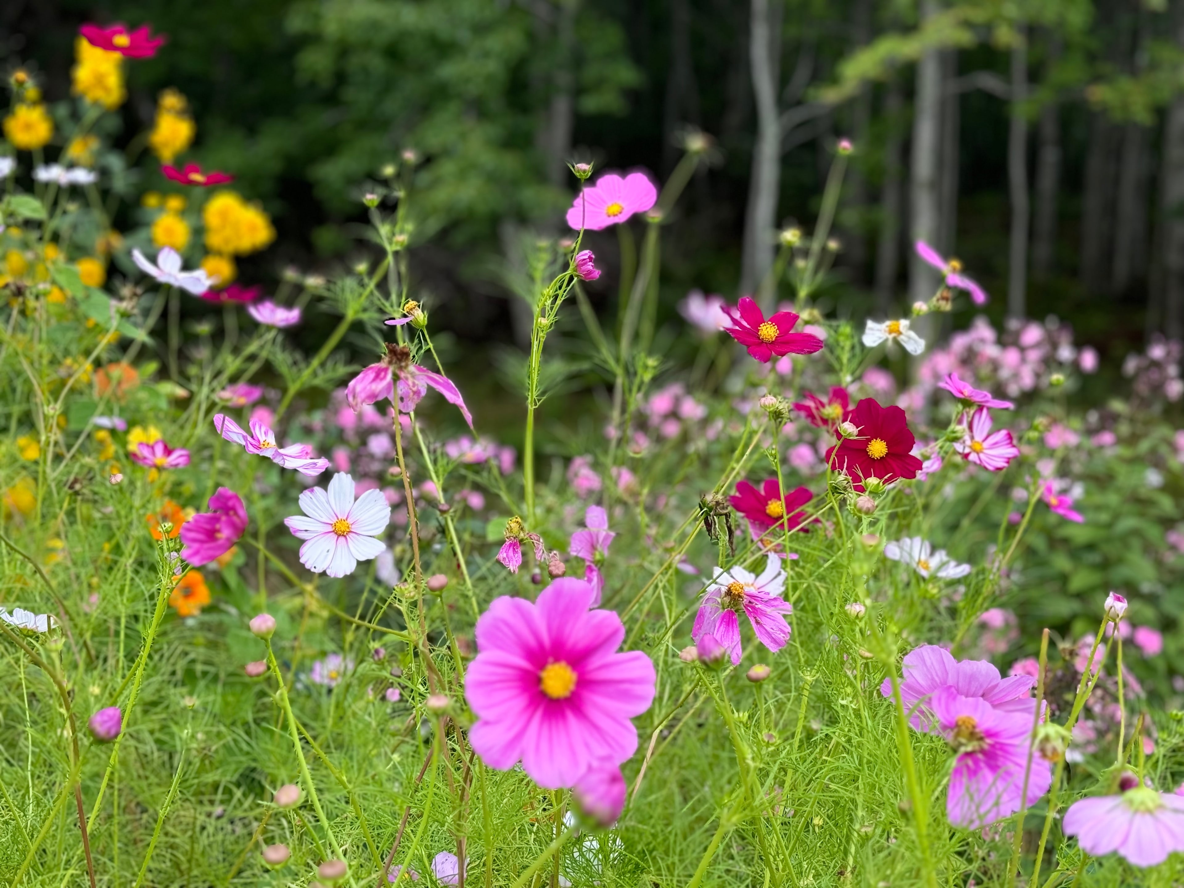 Surry Maine Studio by the Sea