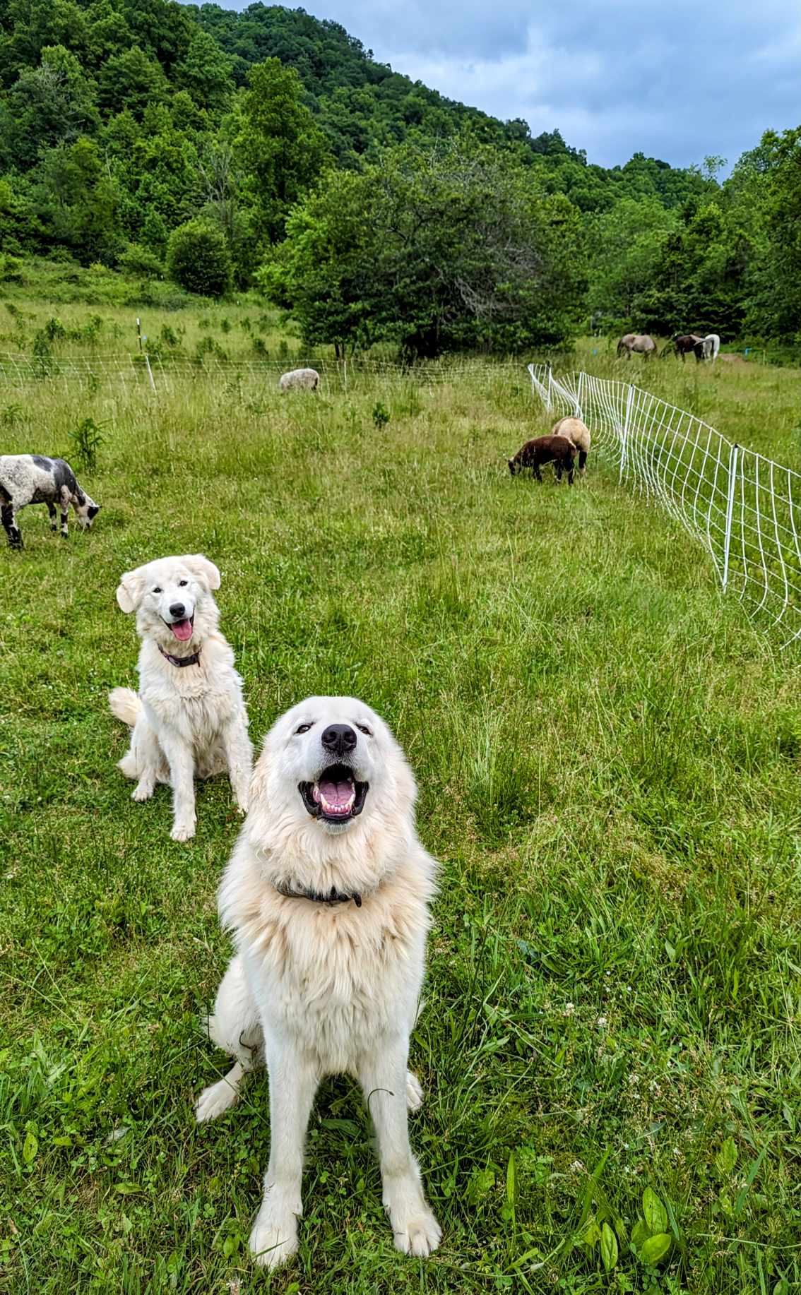 Intrepid Acres