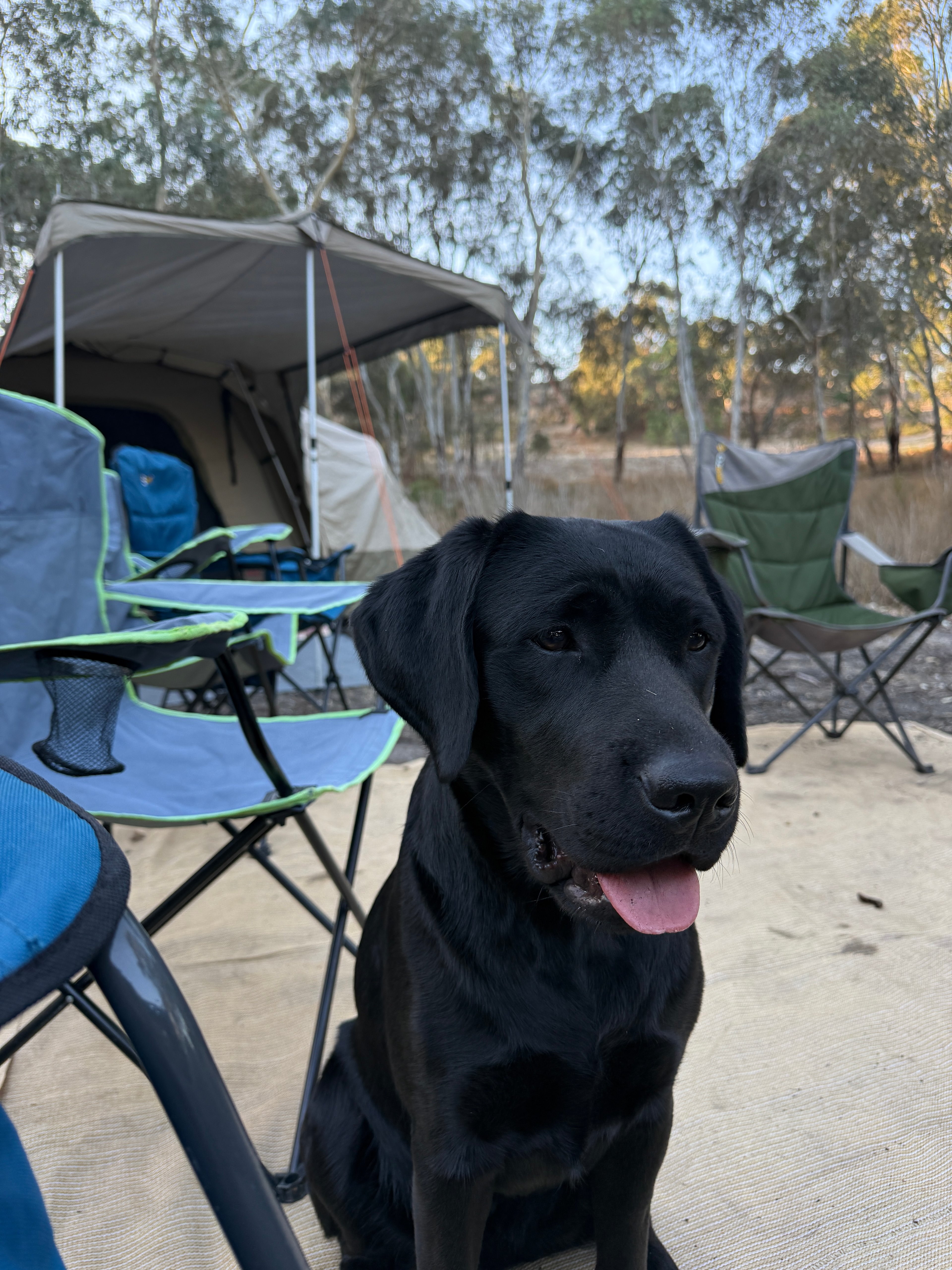 Drifting Sands Quarter Horses