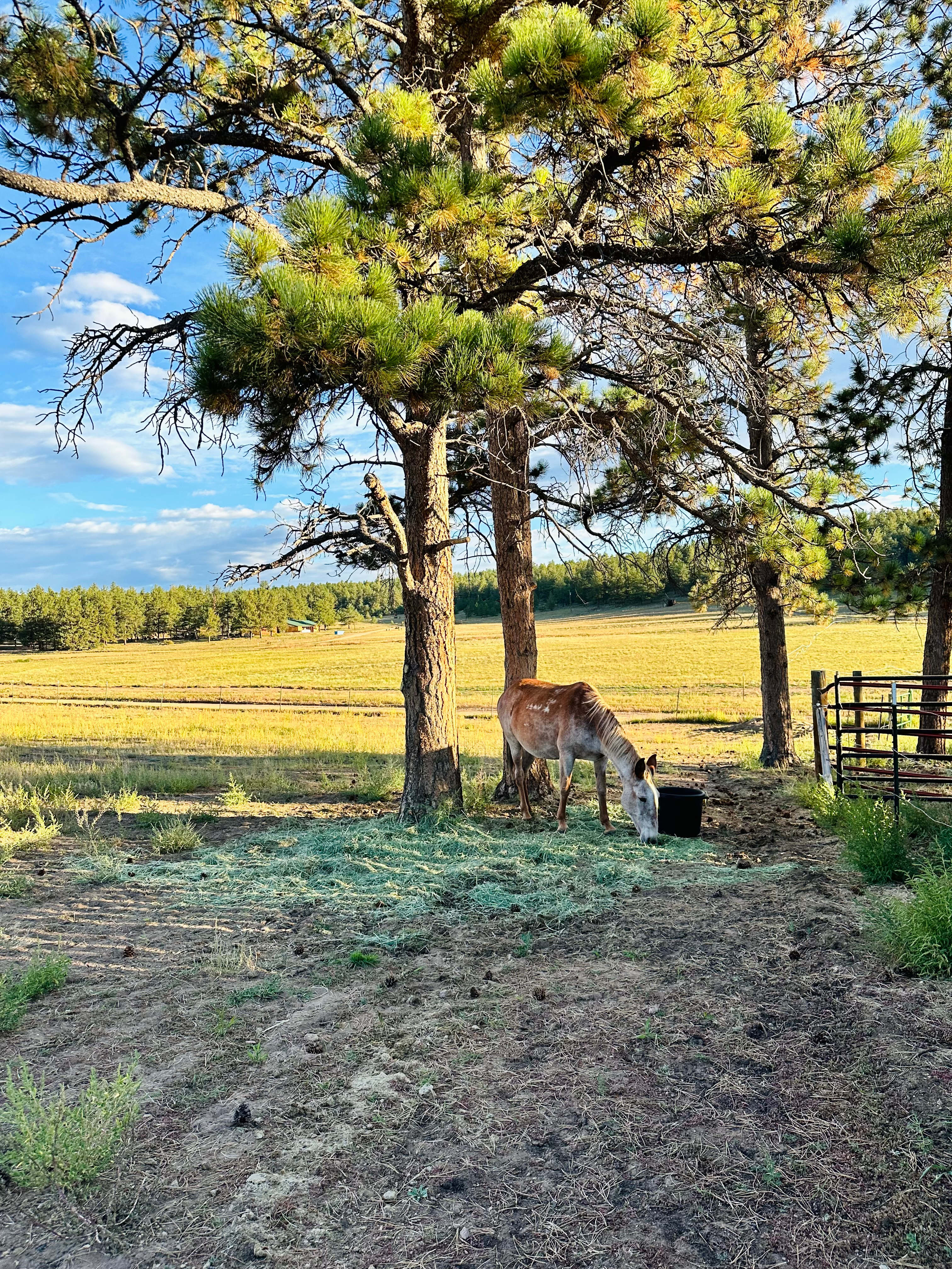 M Lazy C Ranch
