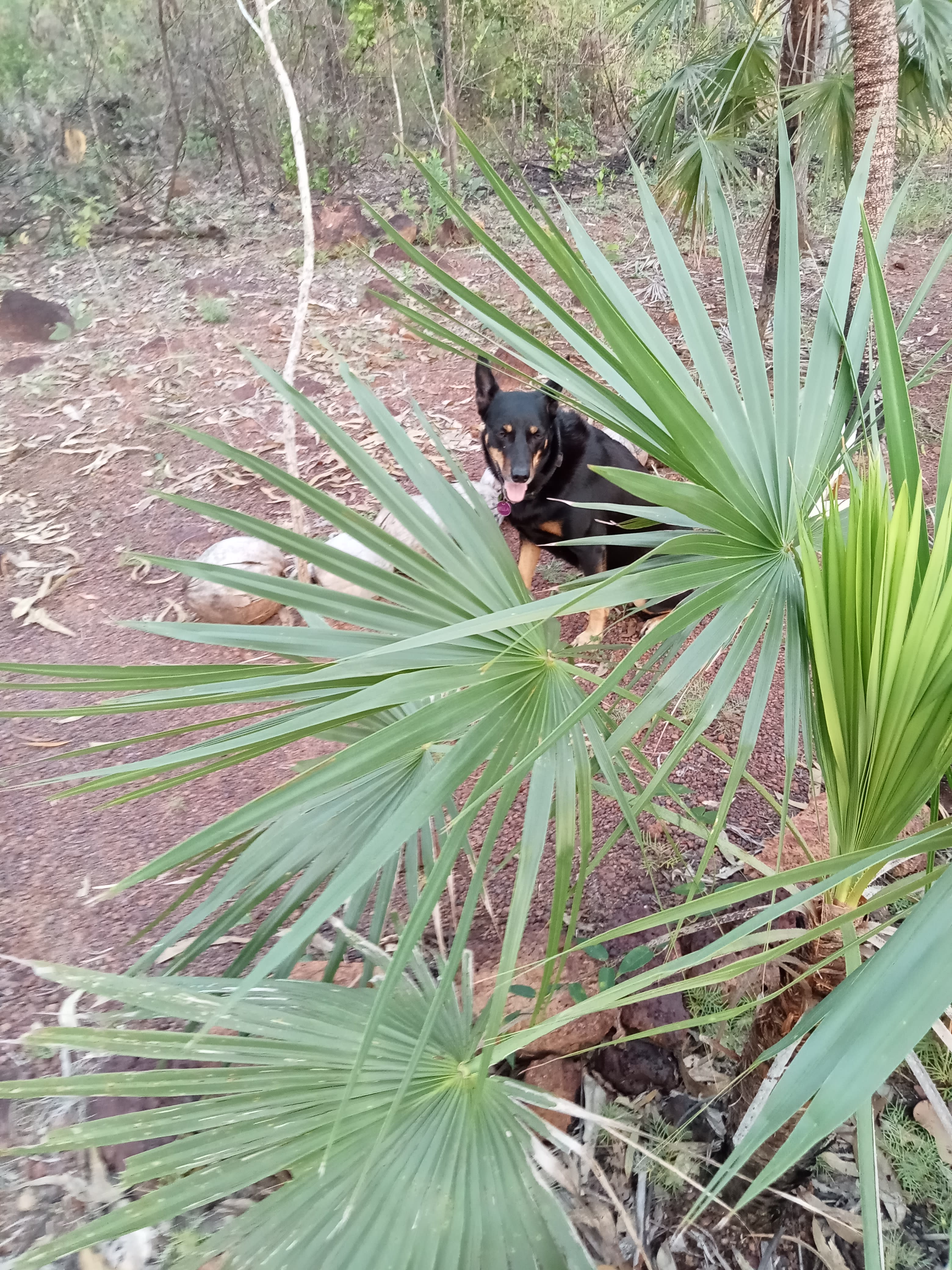 DUNDEE FOREST ECHO RETREAT