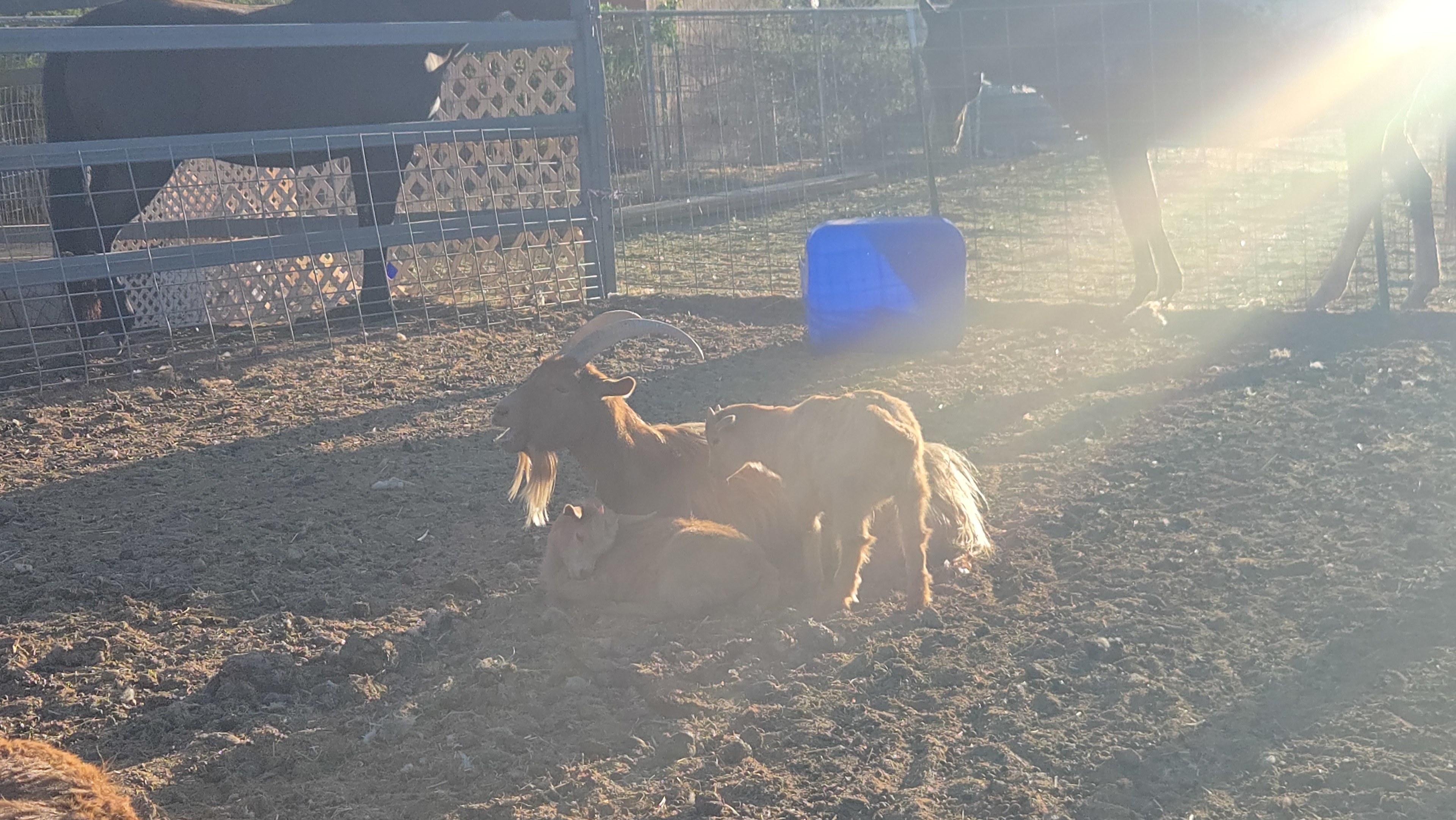 Rural Ranch & Petting Farm