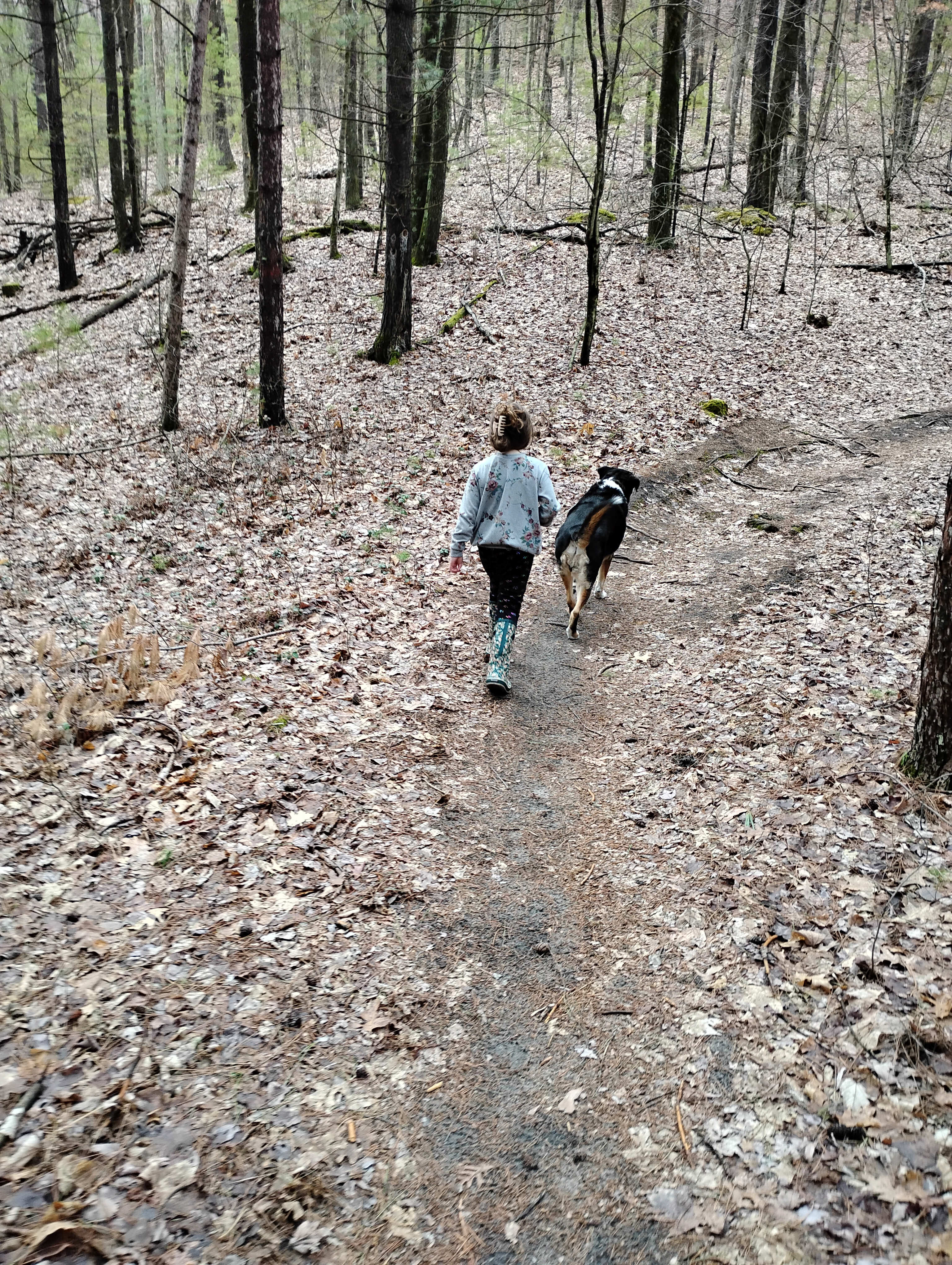 Fisher Cat Creek Forest Retreat