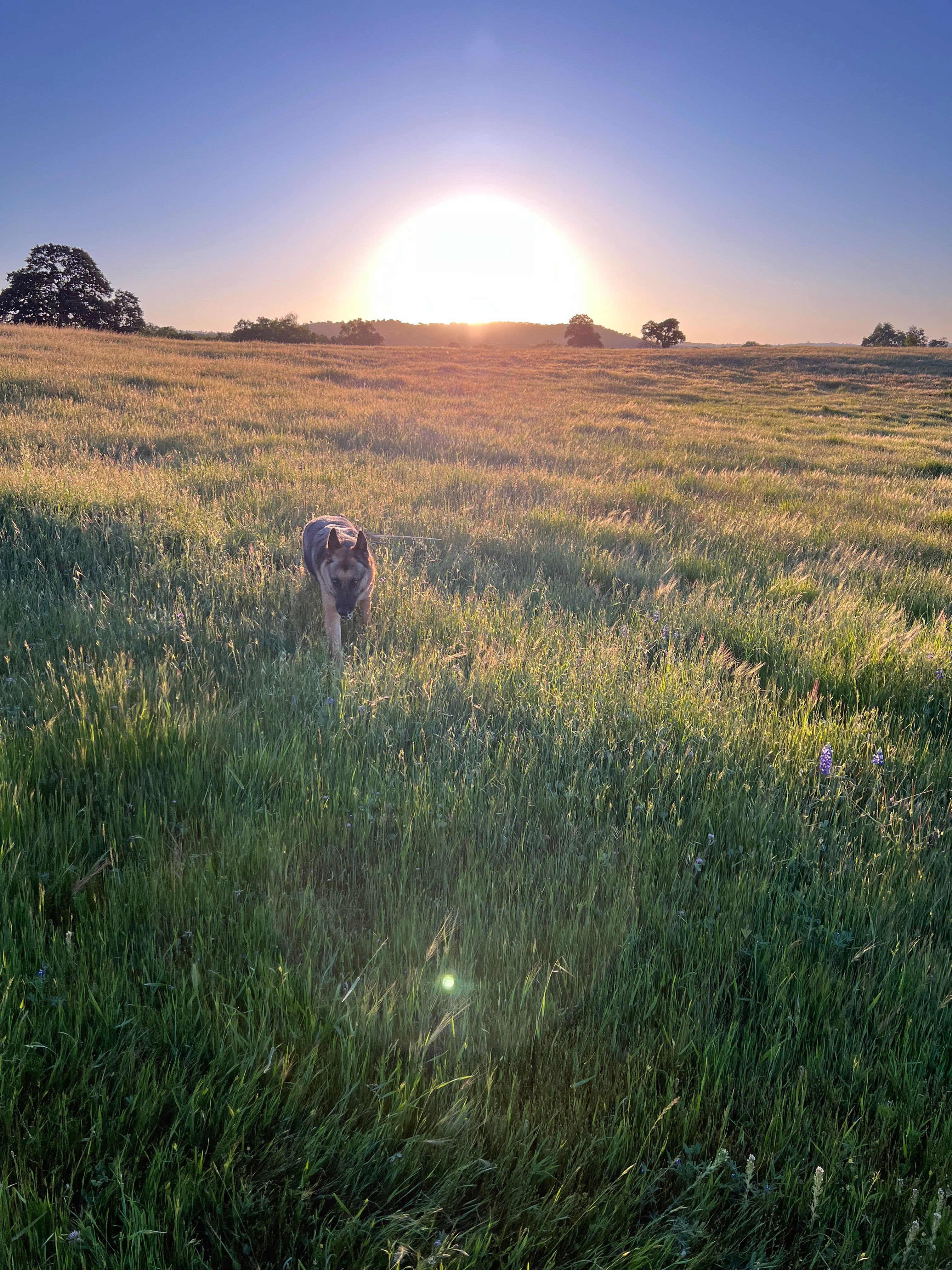 Folsom Lake State Recreation Area
