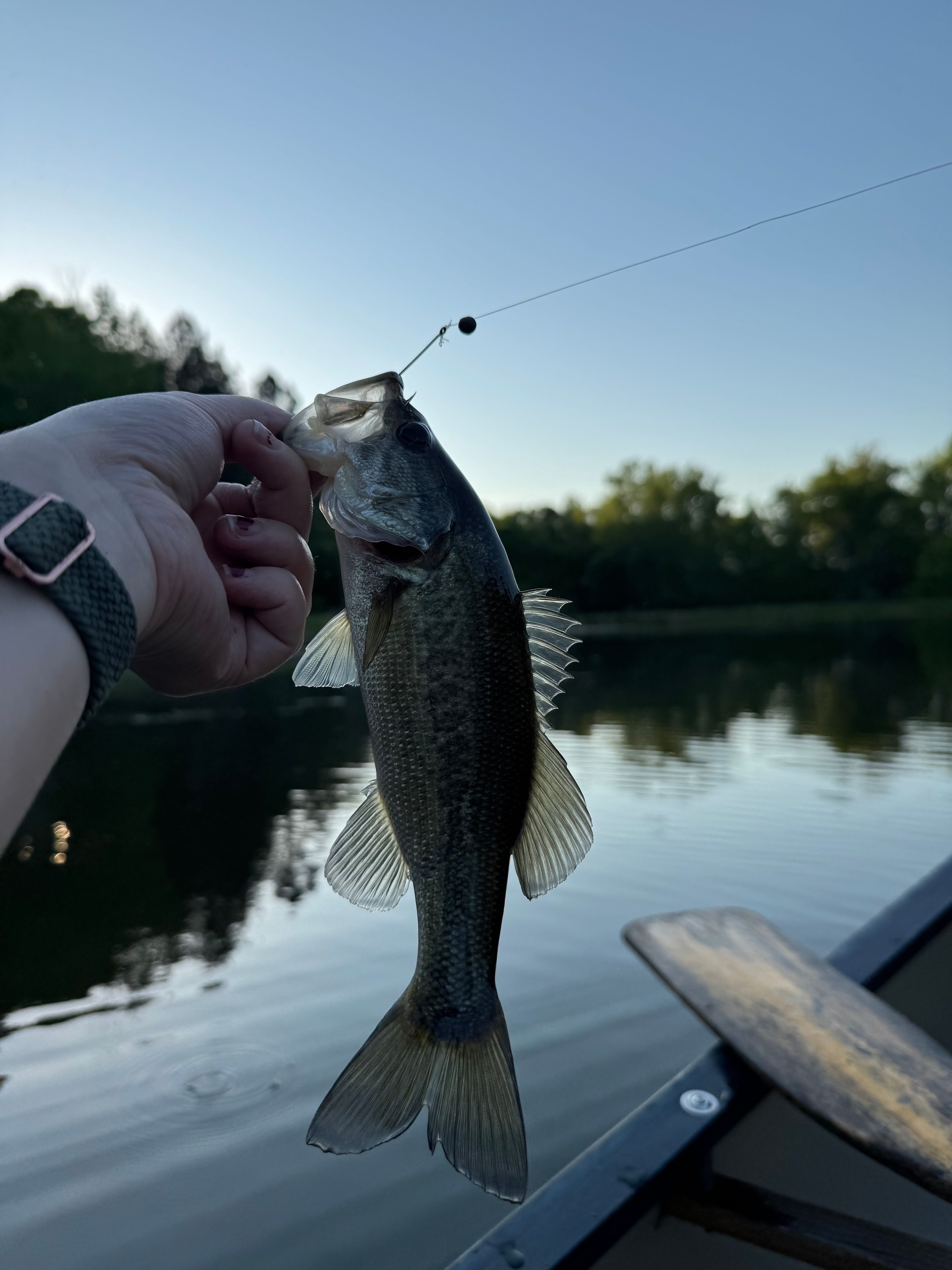 Mike's country home and land