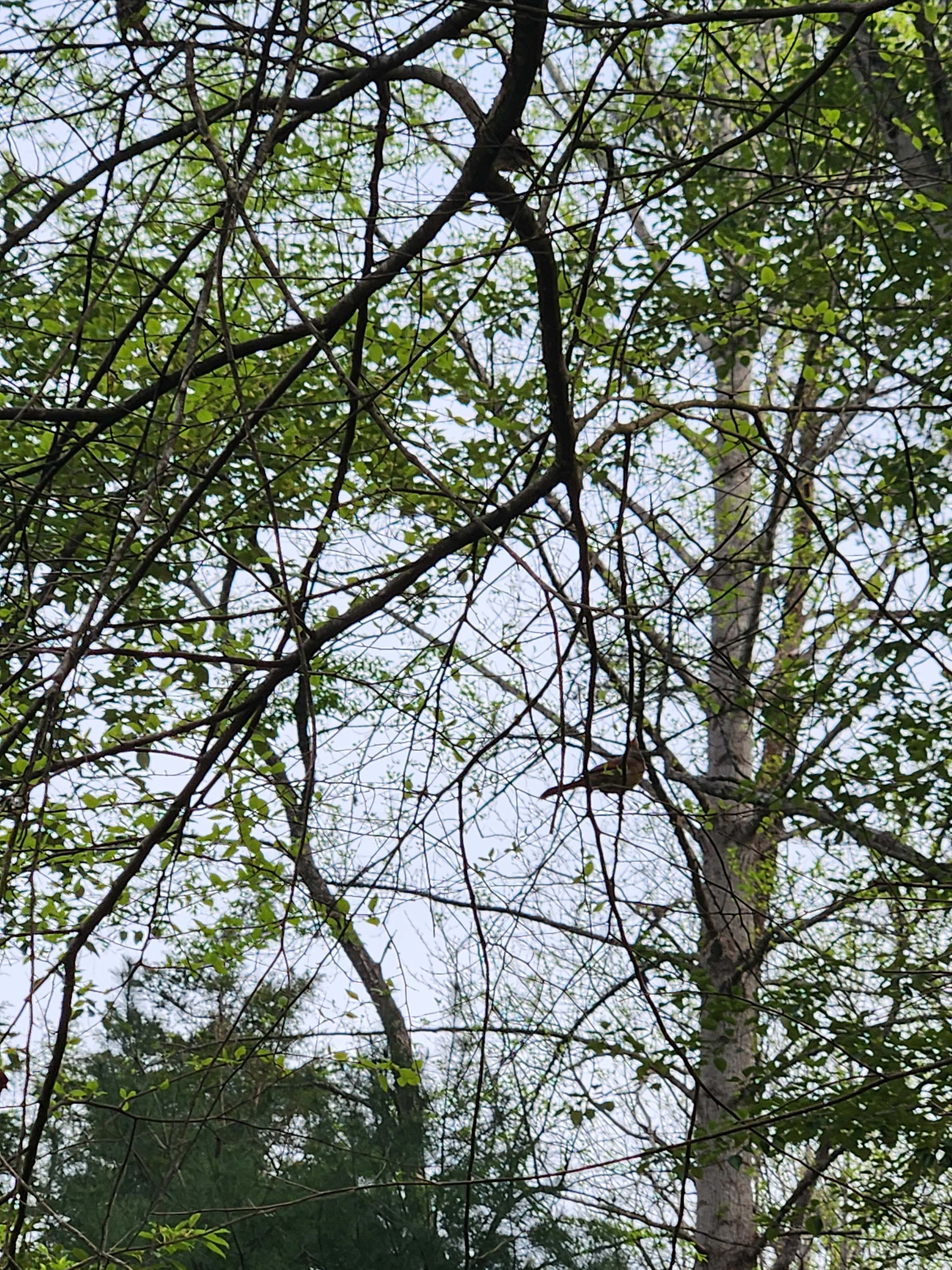 Ararat River Campground