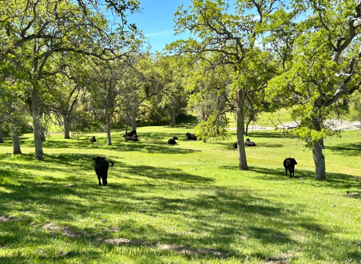 Shady Oaks Ranch