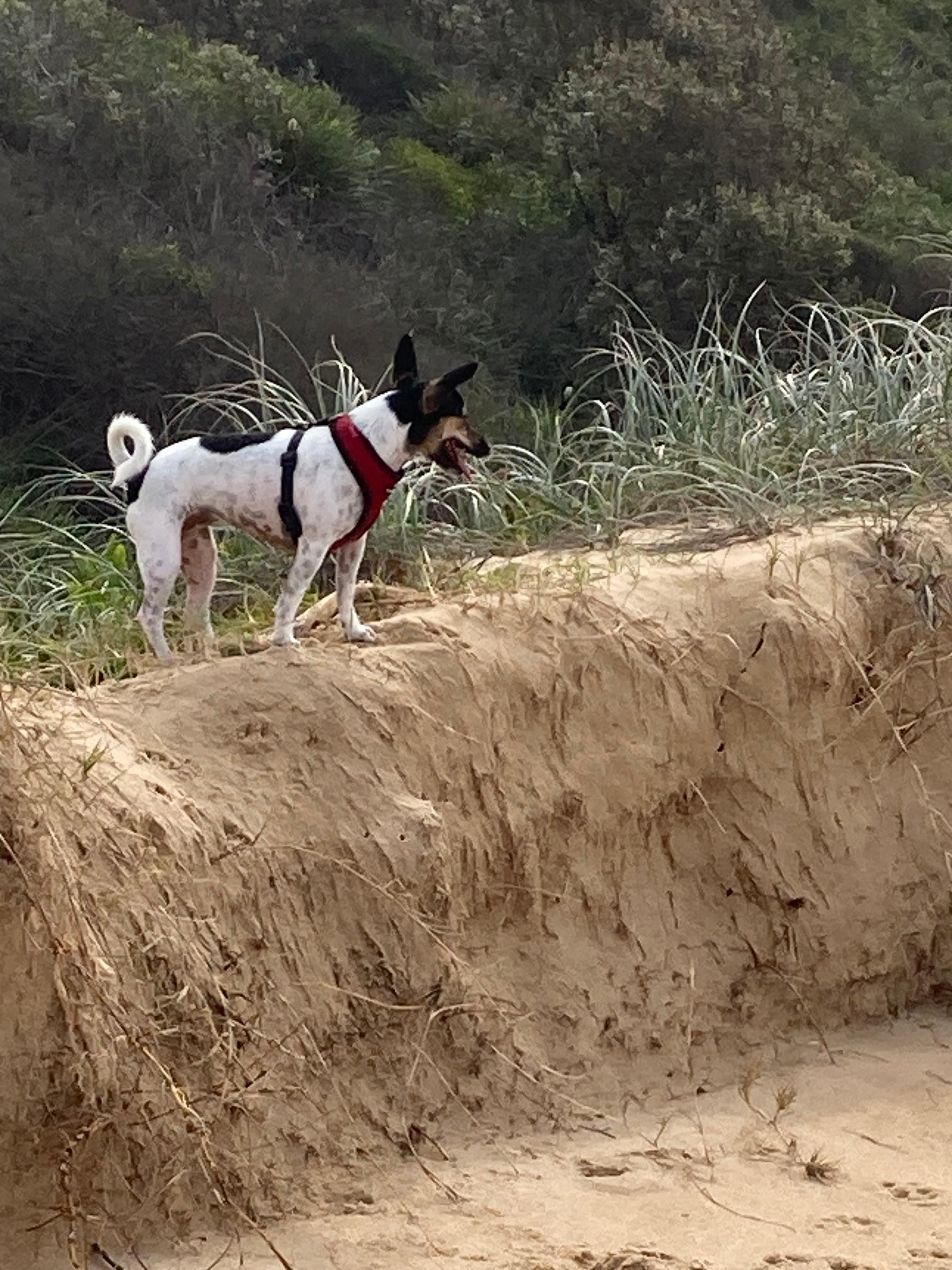 Dog friendly beach less than 2minutes drive