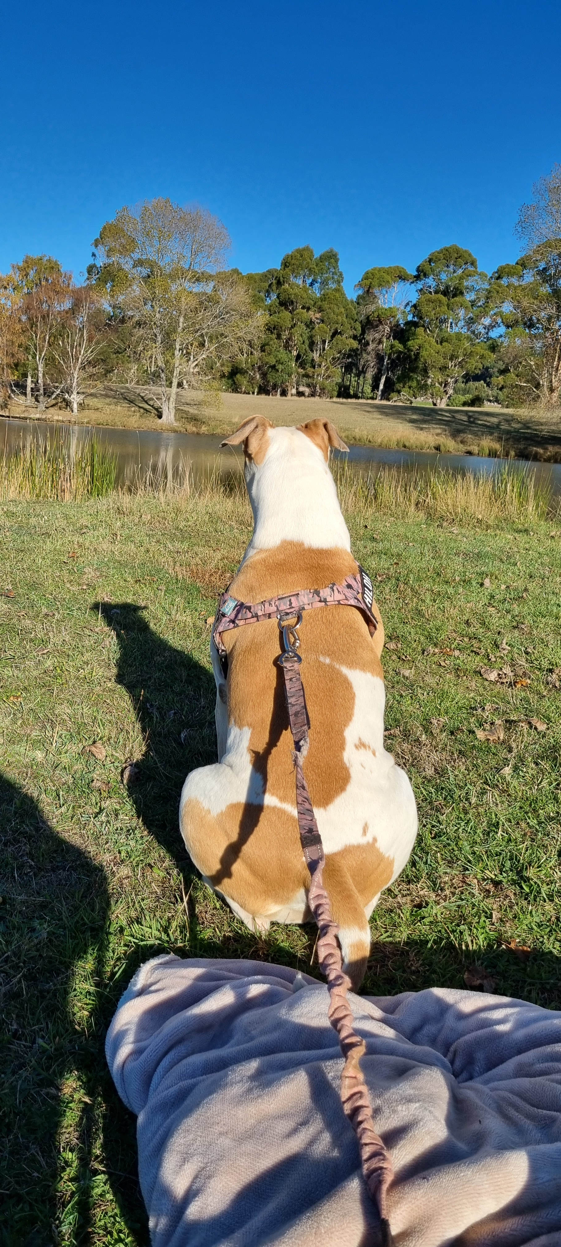 Shiloh the horse watcher.