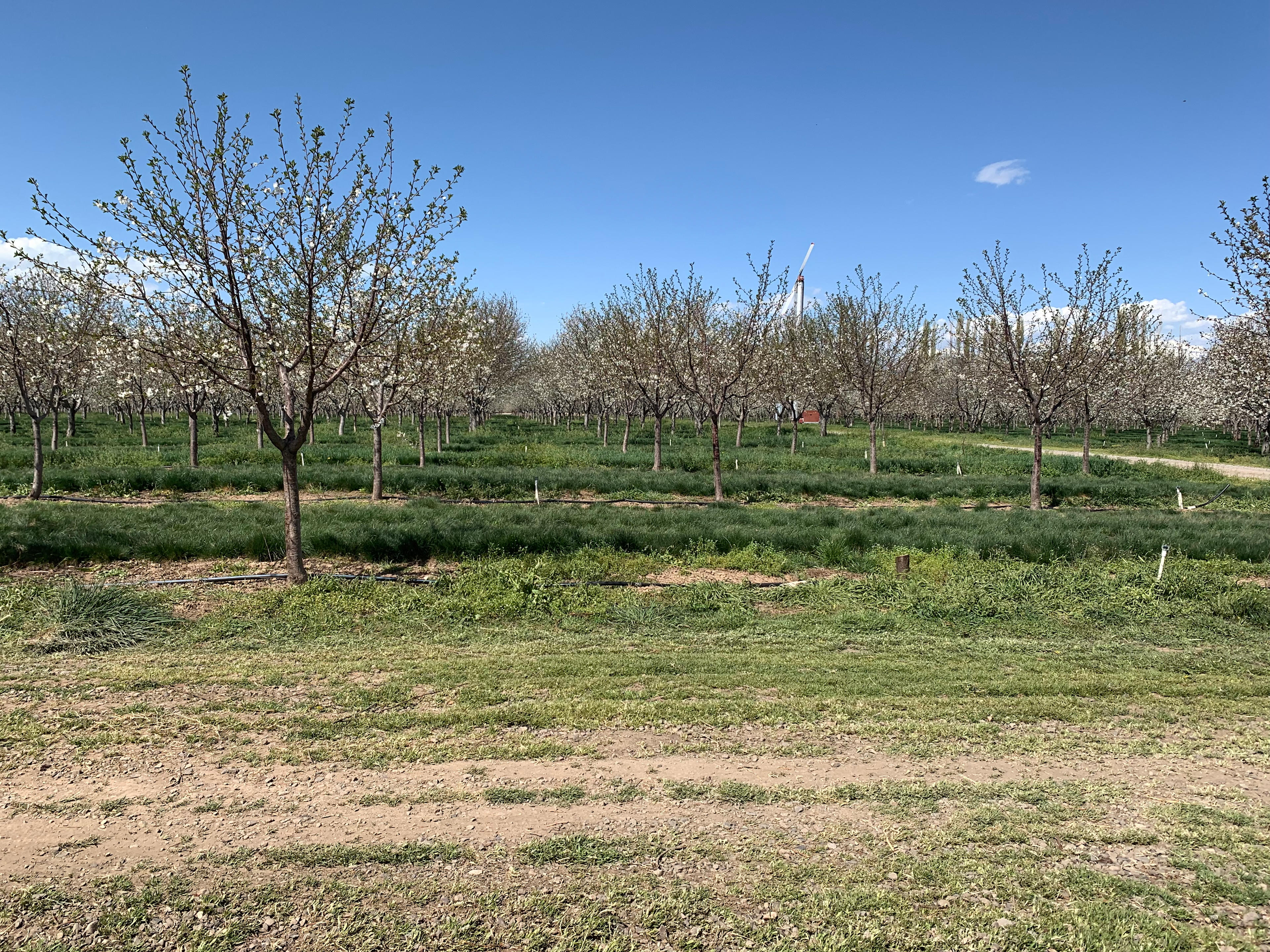 Secluded Orchard Boondocking