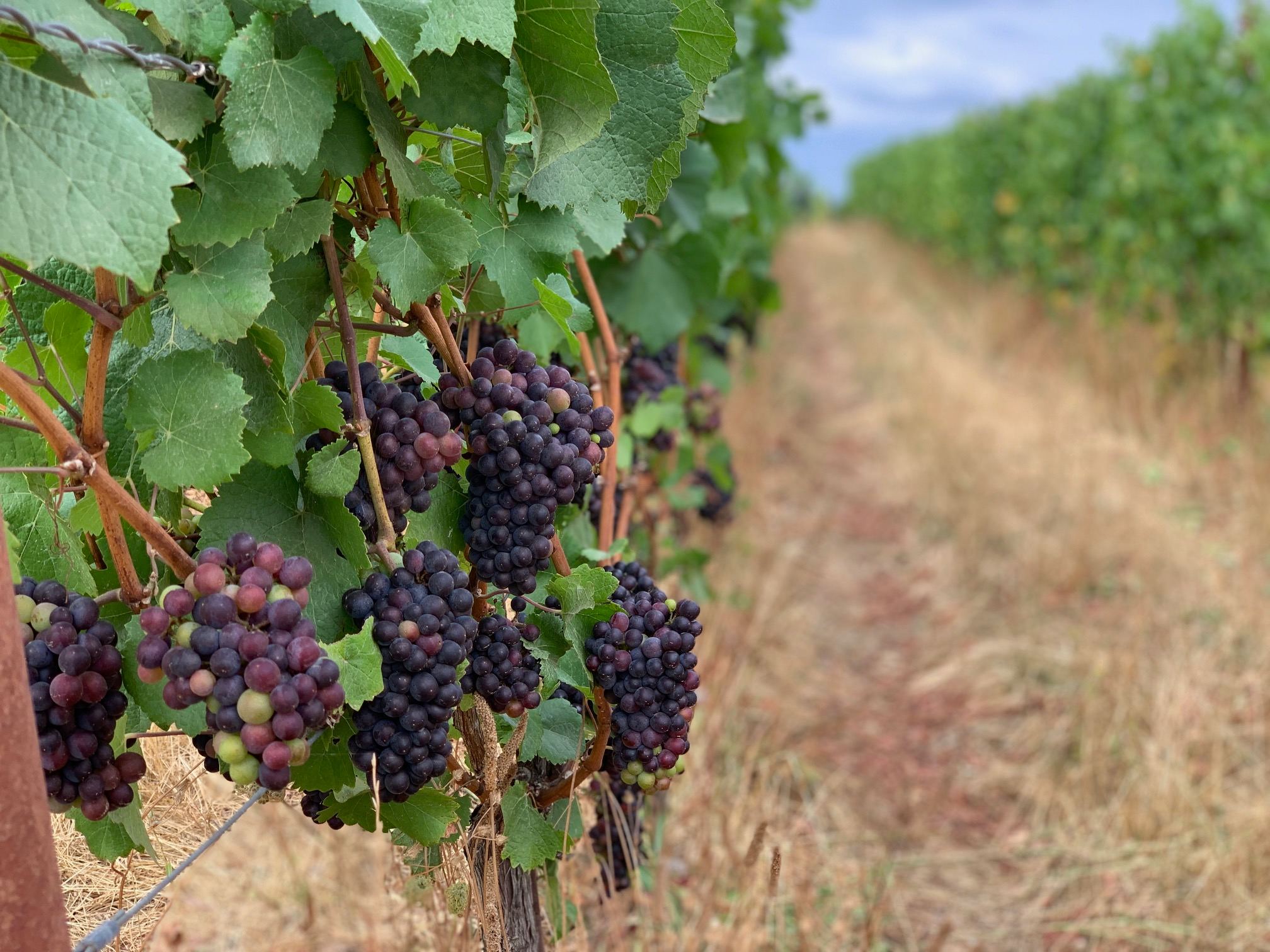 Vineyard Glamping Bliss