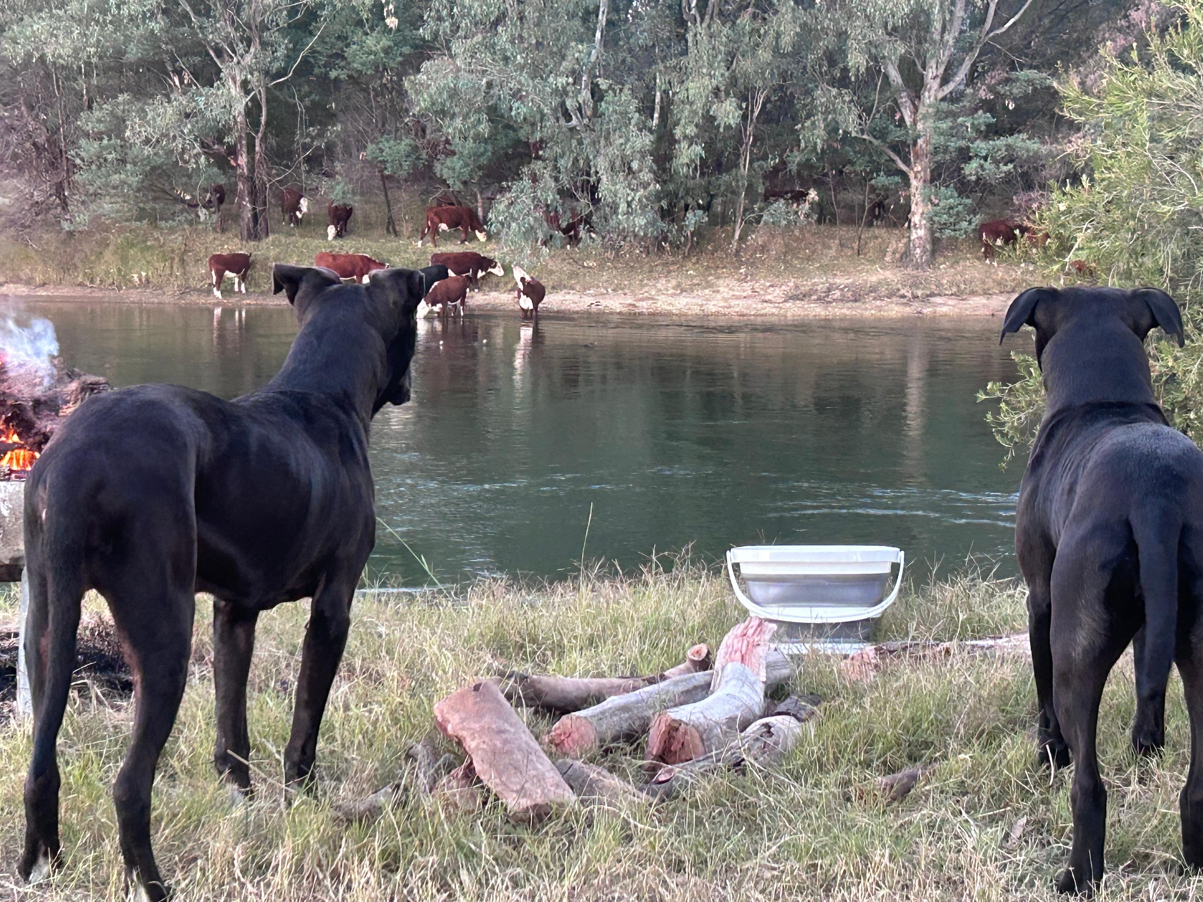 Willowbank on the Murray