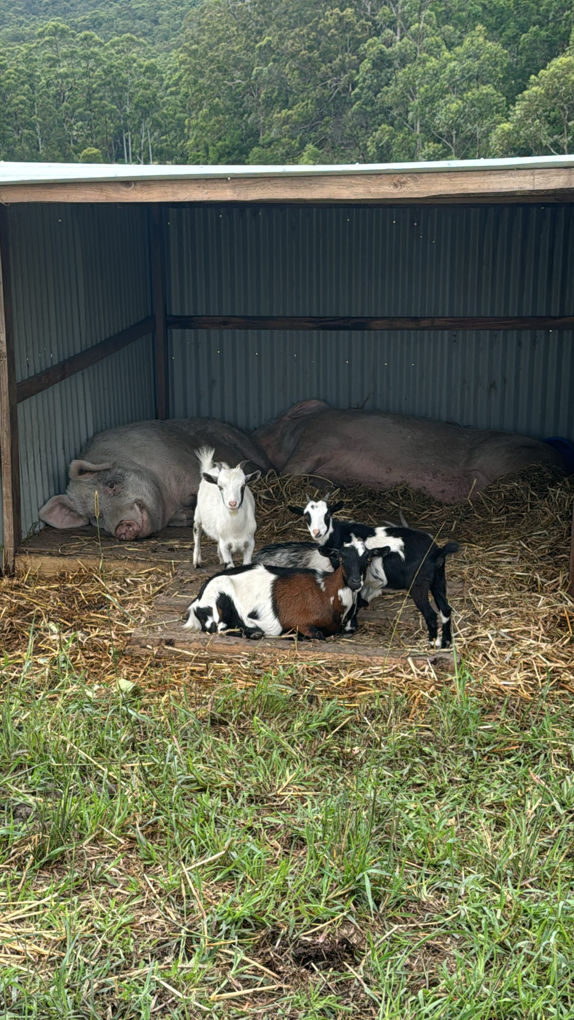 Luckystars Sanctuary