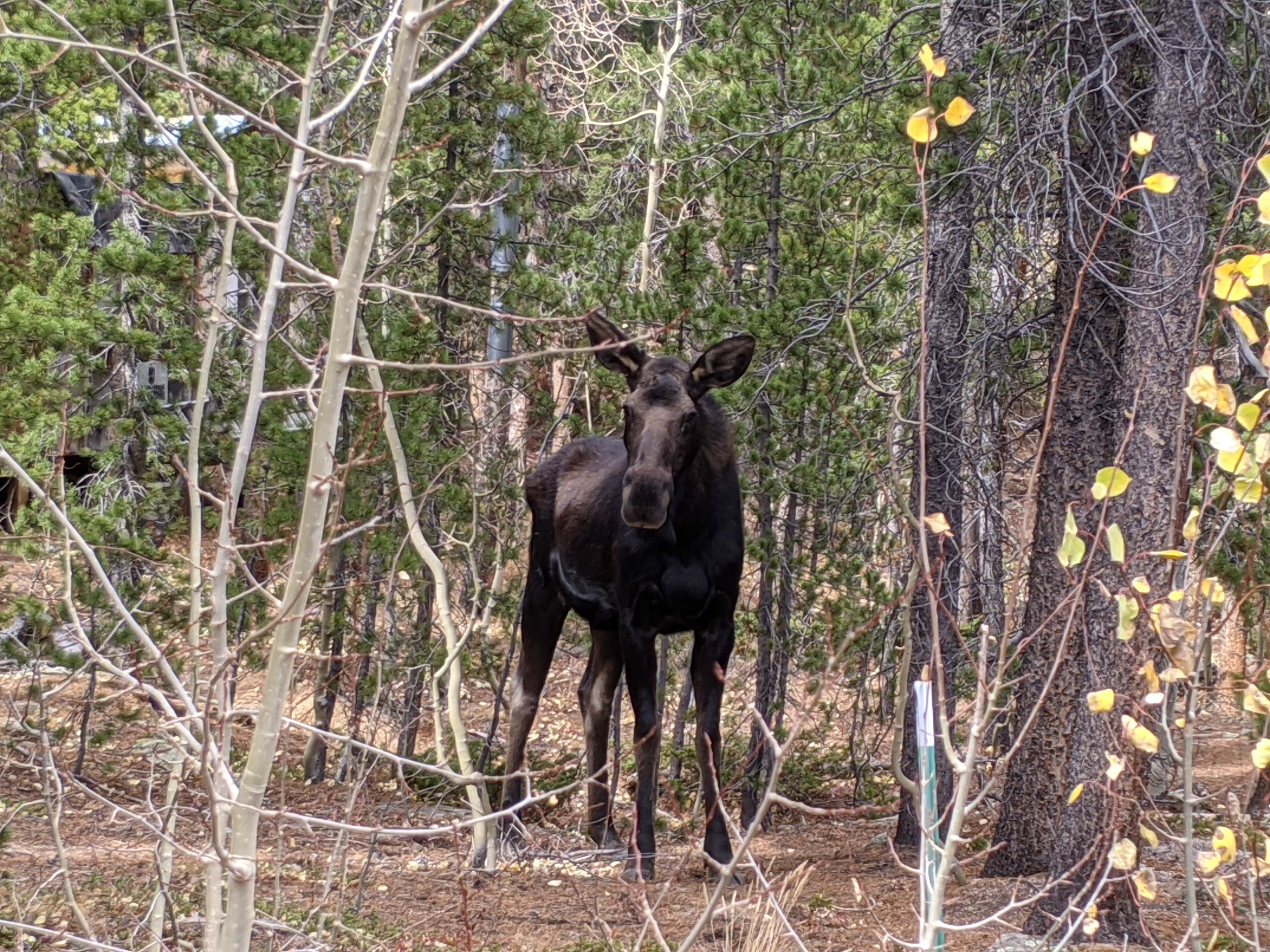 The neighbor :) 