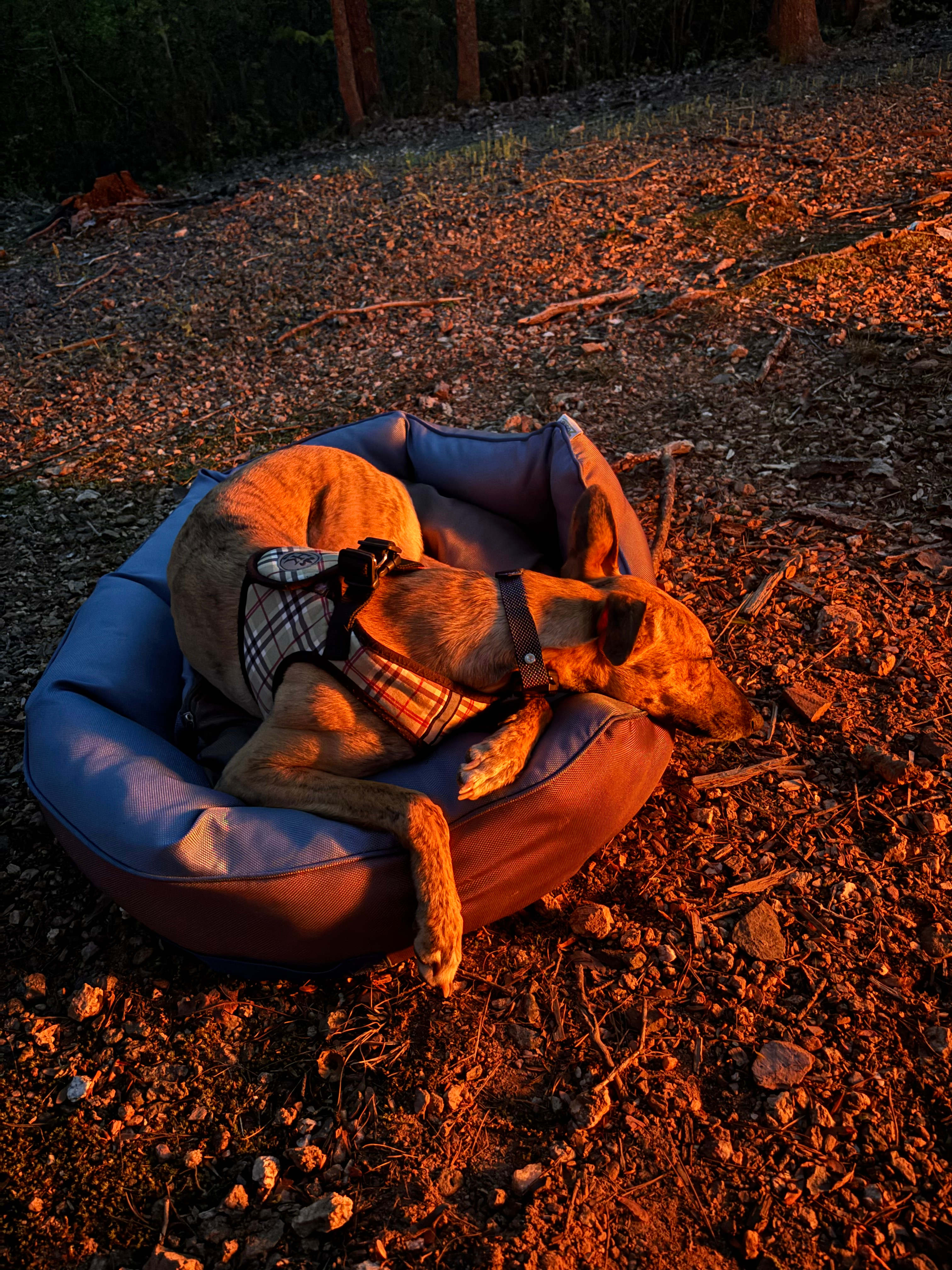 Dog chilling after a long day of hiking. 