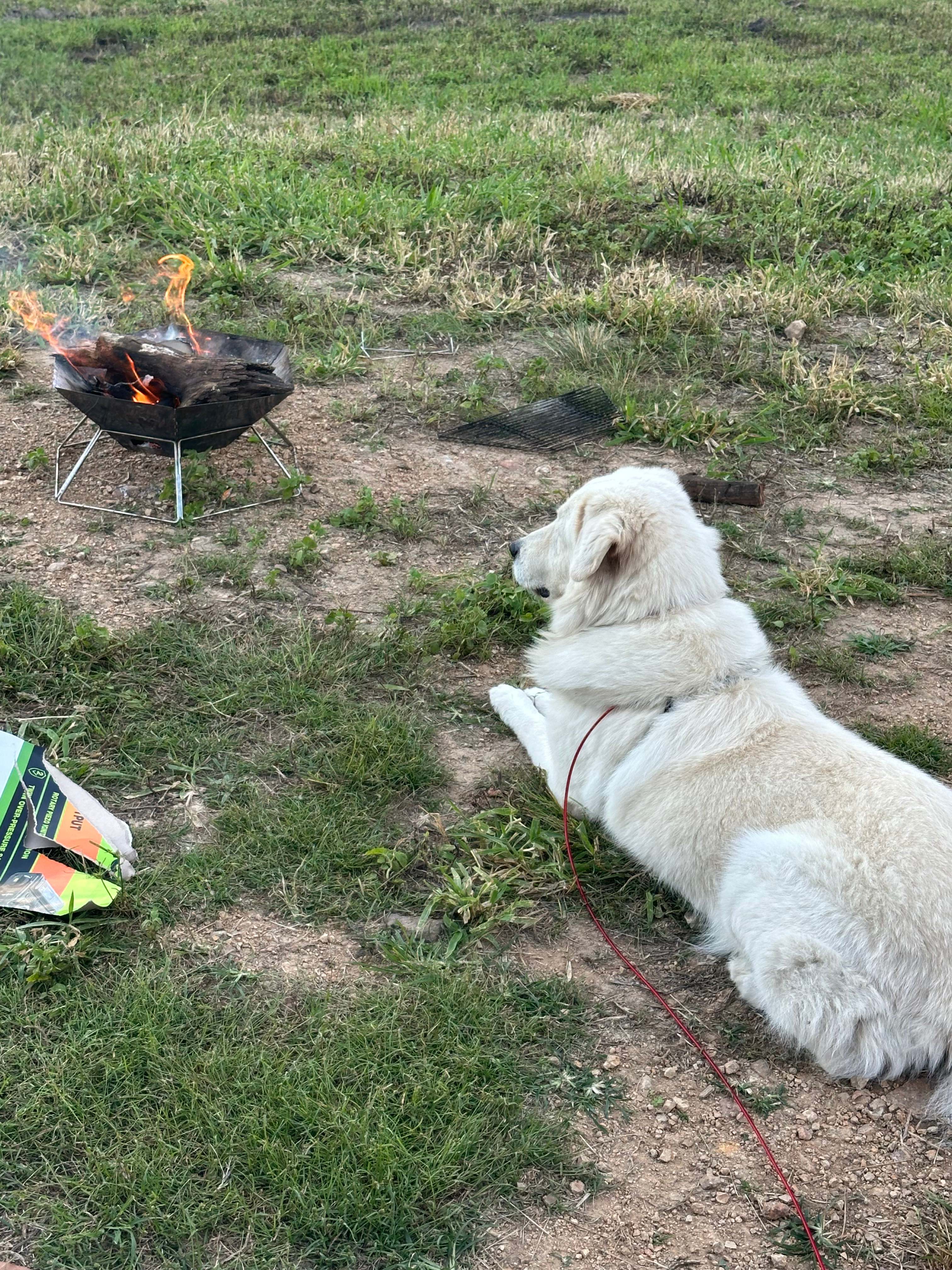 Koko enjoyed her stay 