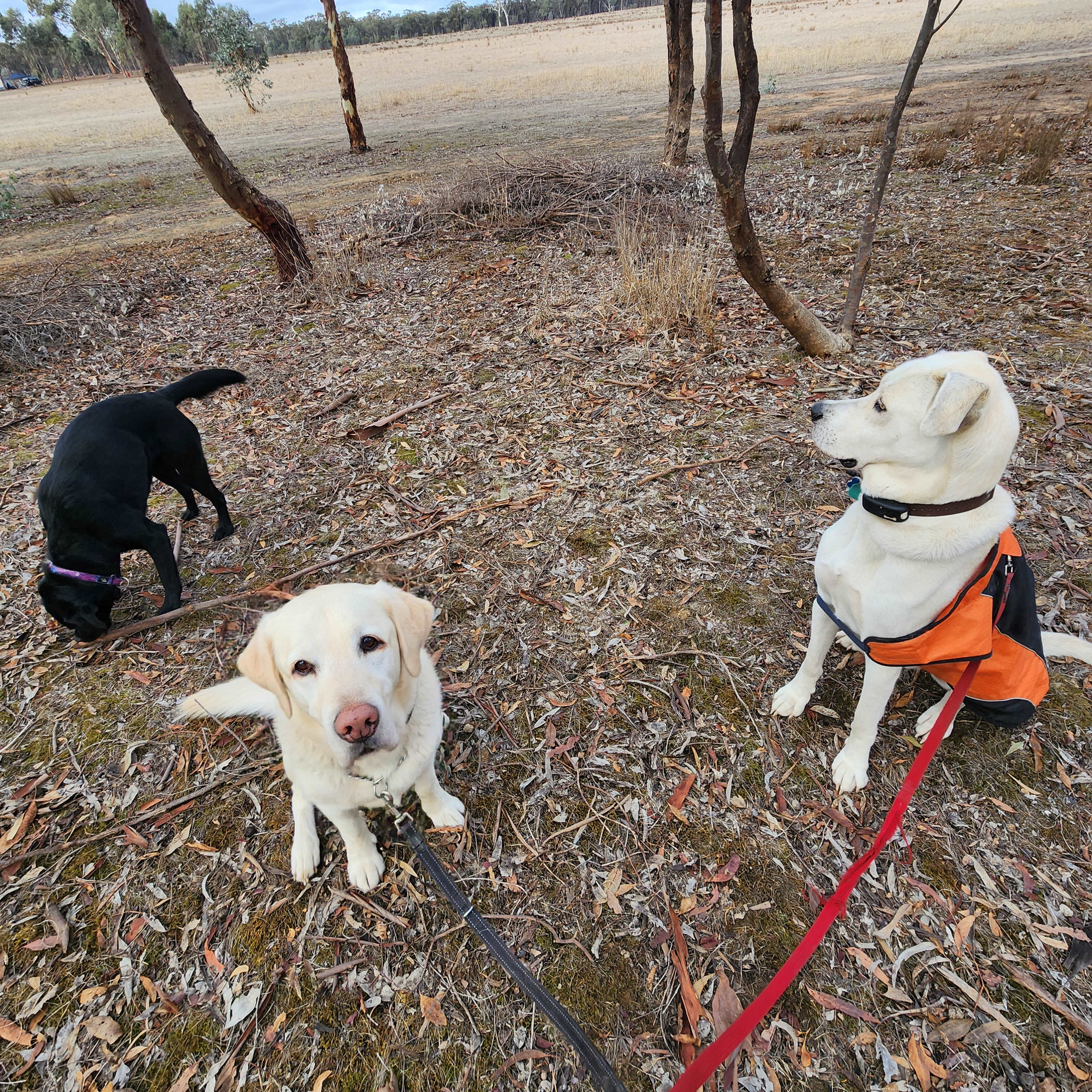 A great place for dogs have a good run.
