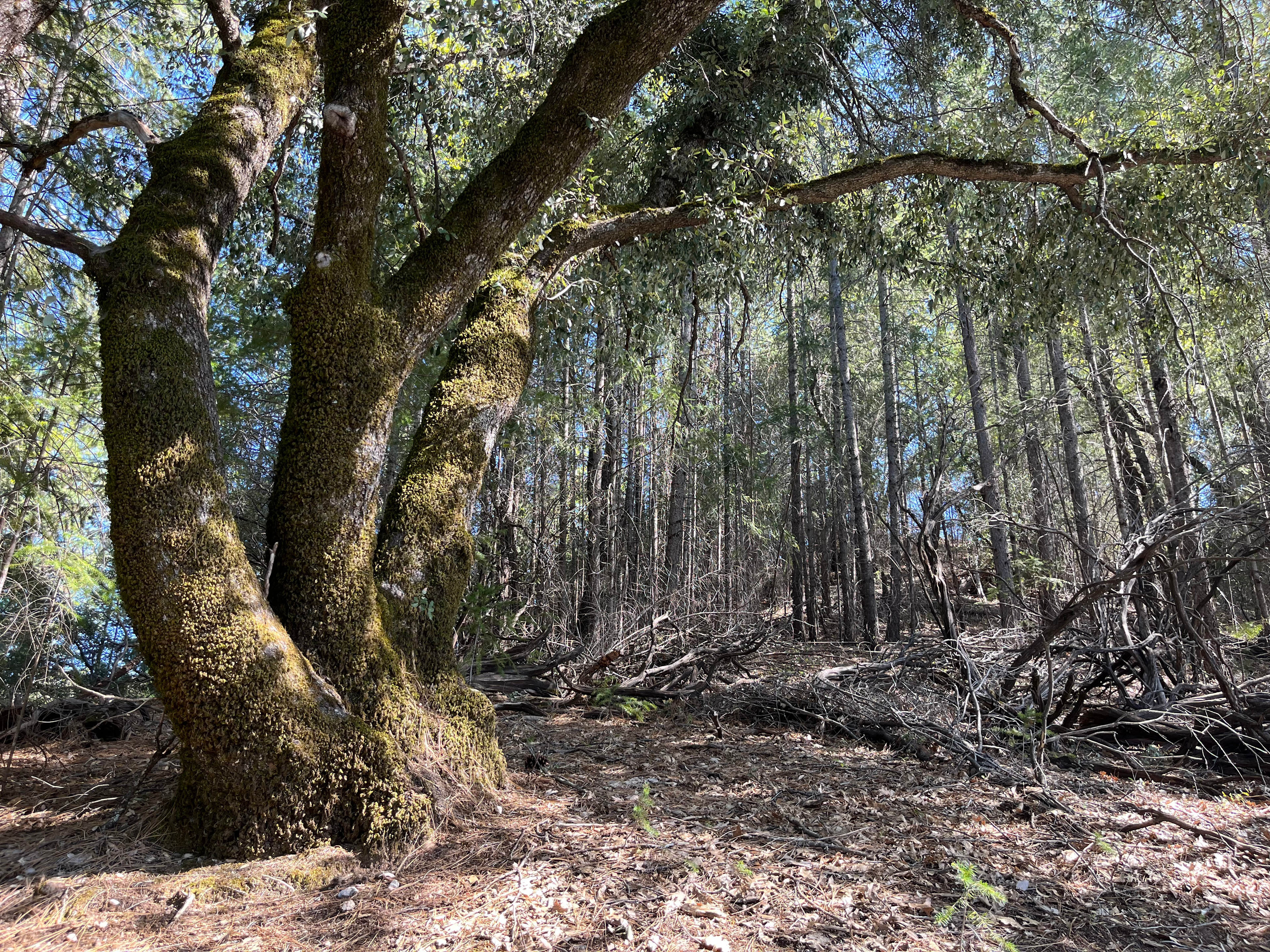 70+ Acre Historic Goldmine Mountain