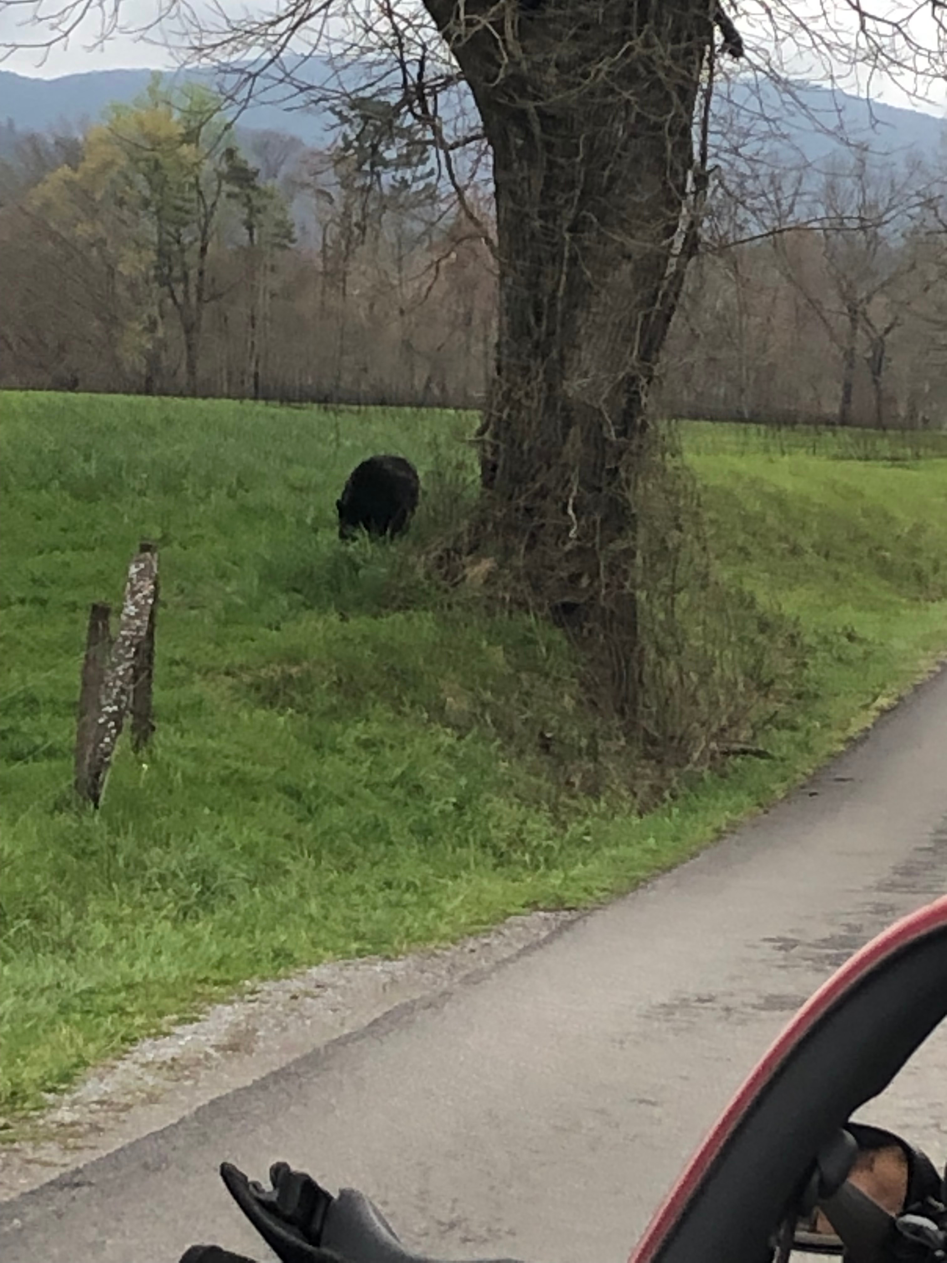 Cades Cove Campground