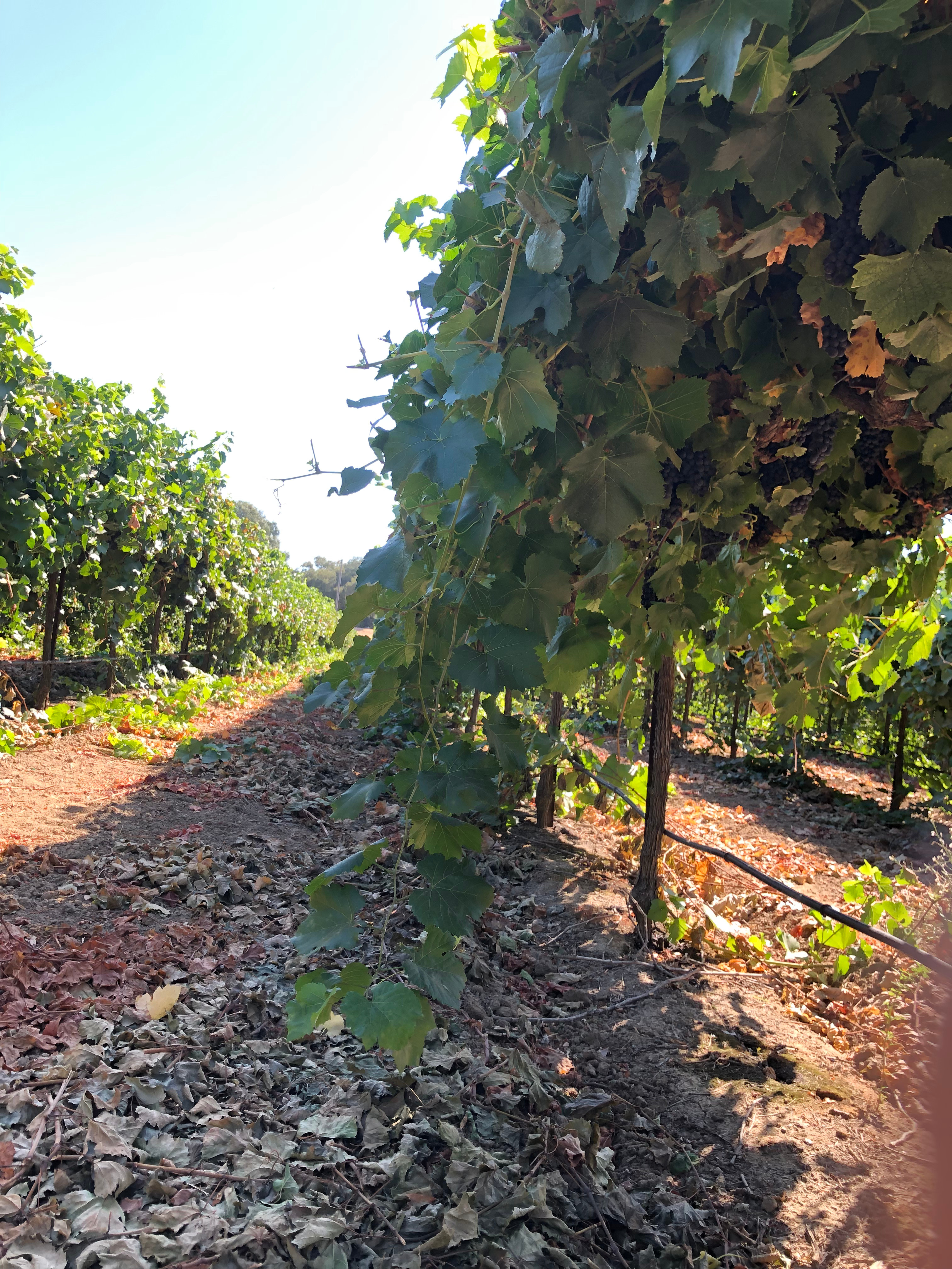 Hy View Ranch & Camp