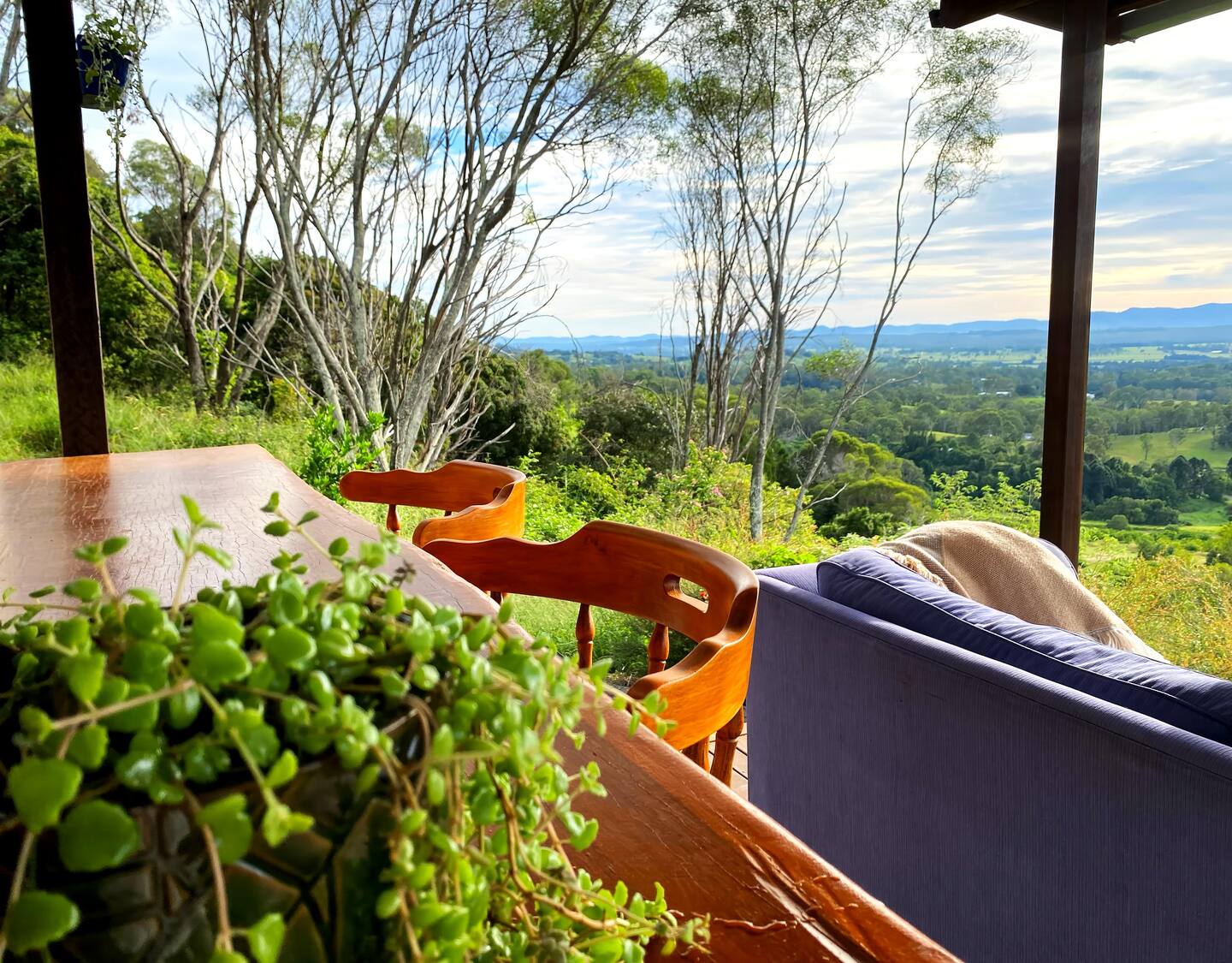 The Avocado Tree Farm