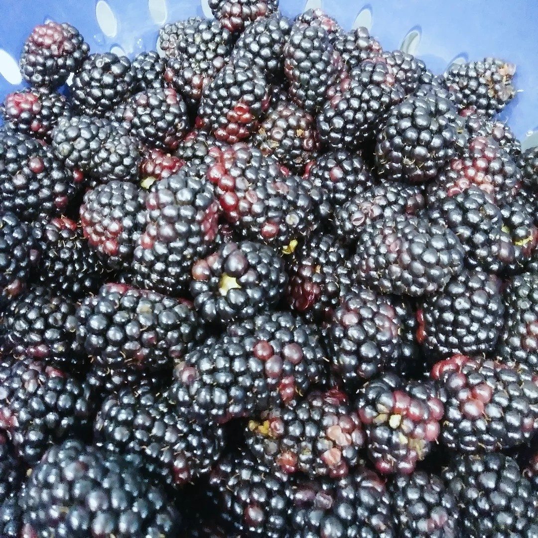 UPICK Blackberry Farm