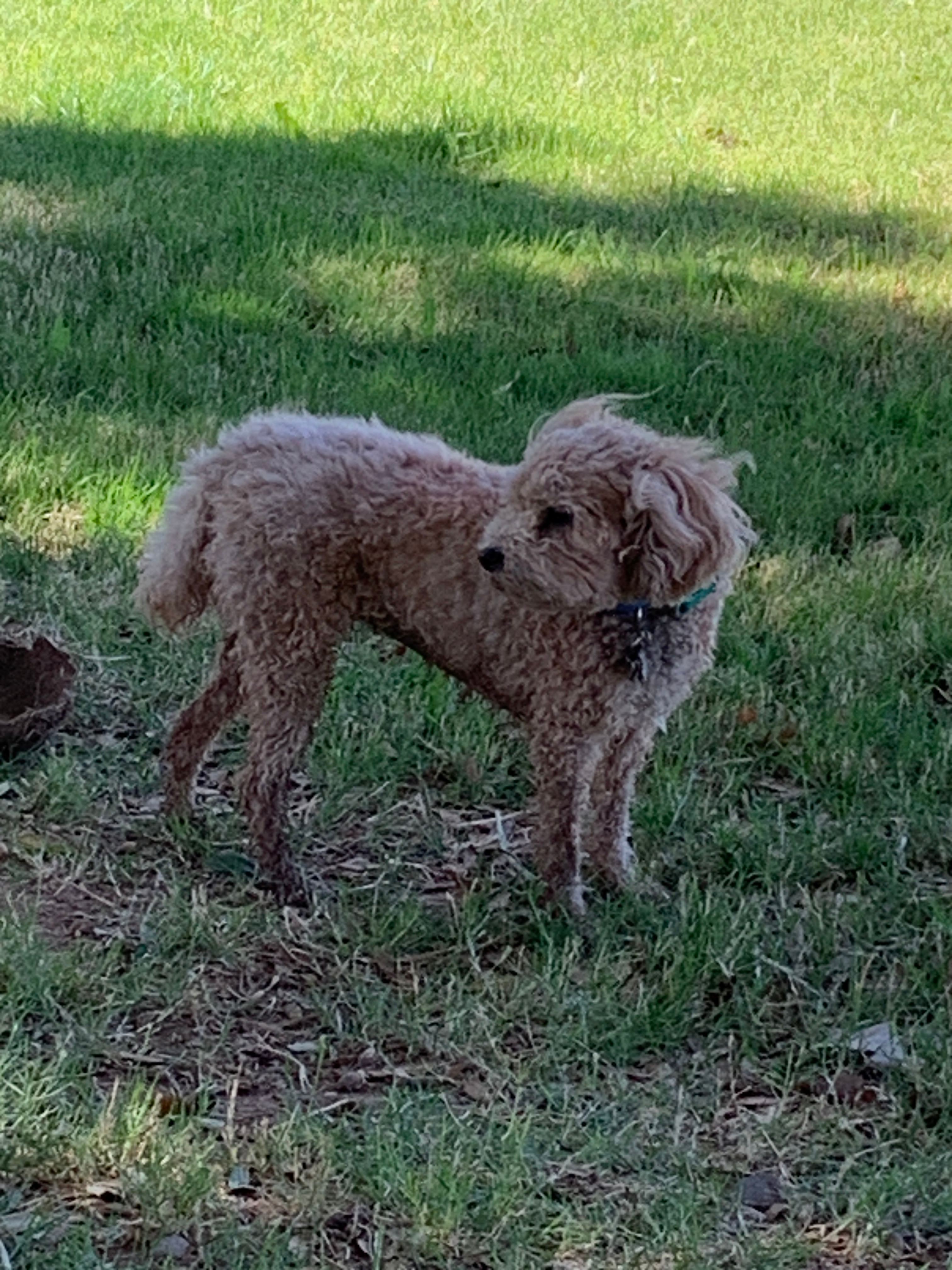 Our dog Lotte getting dirty