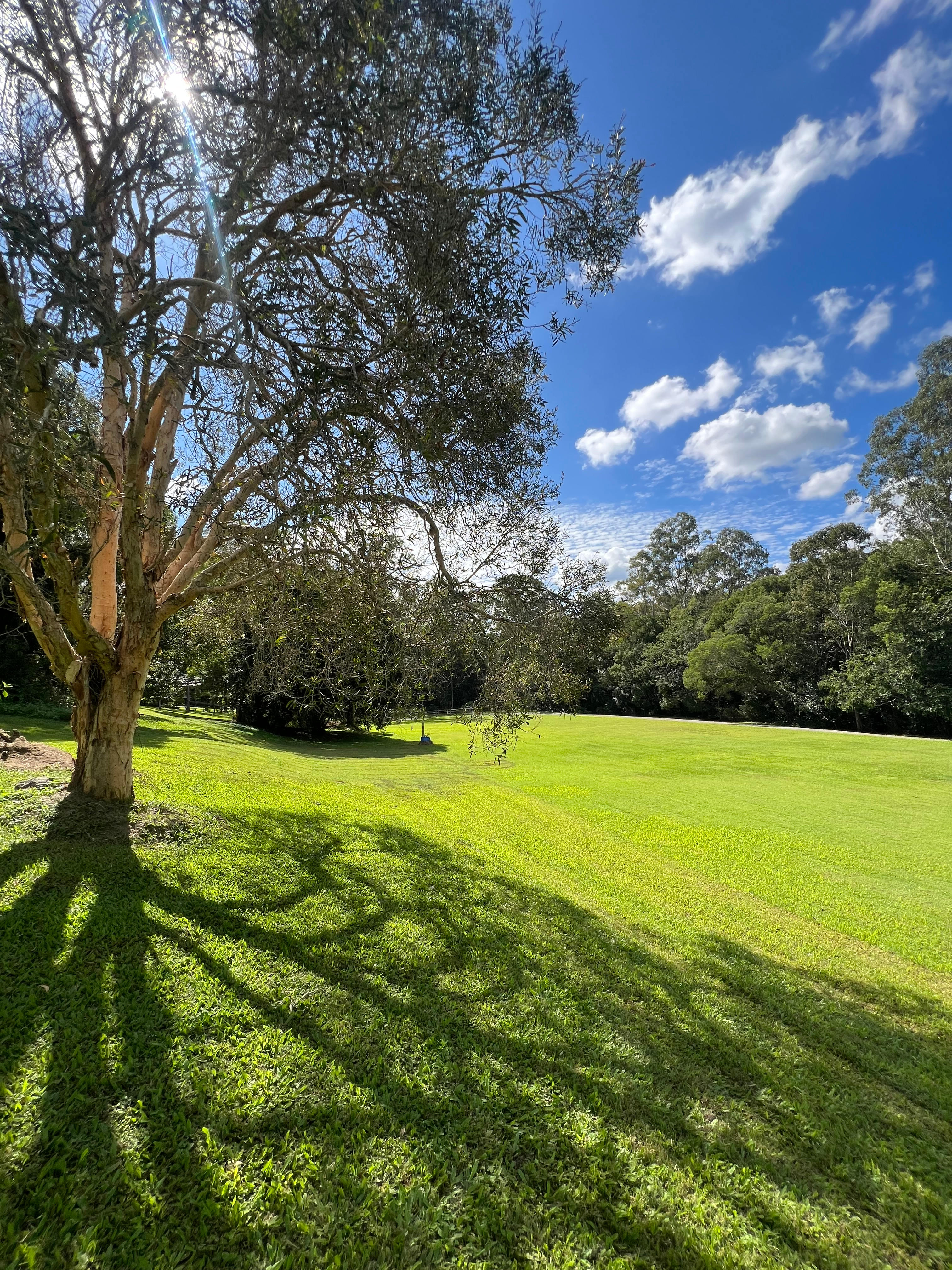 The Enchanted Paddock