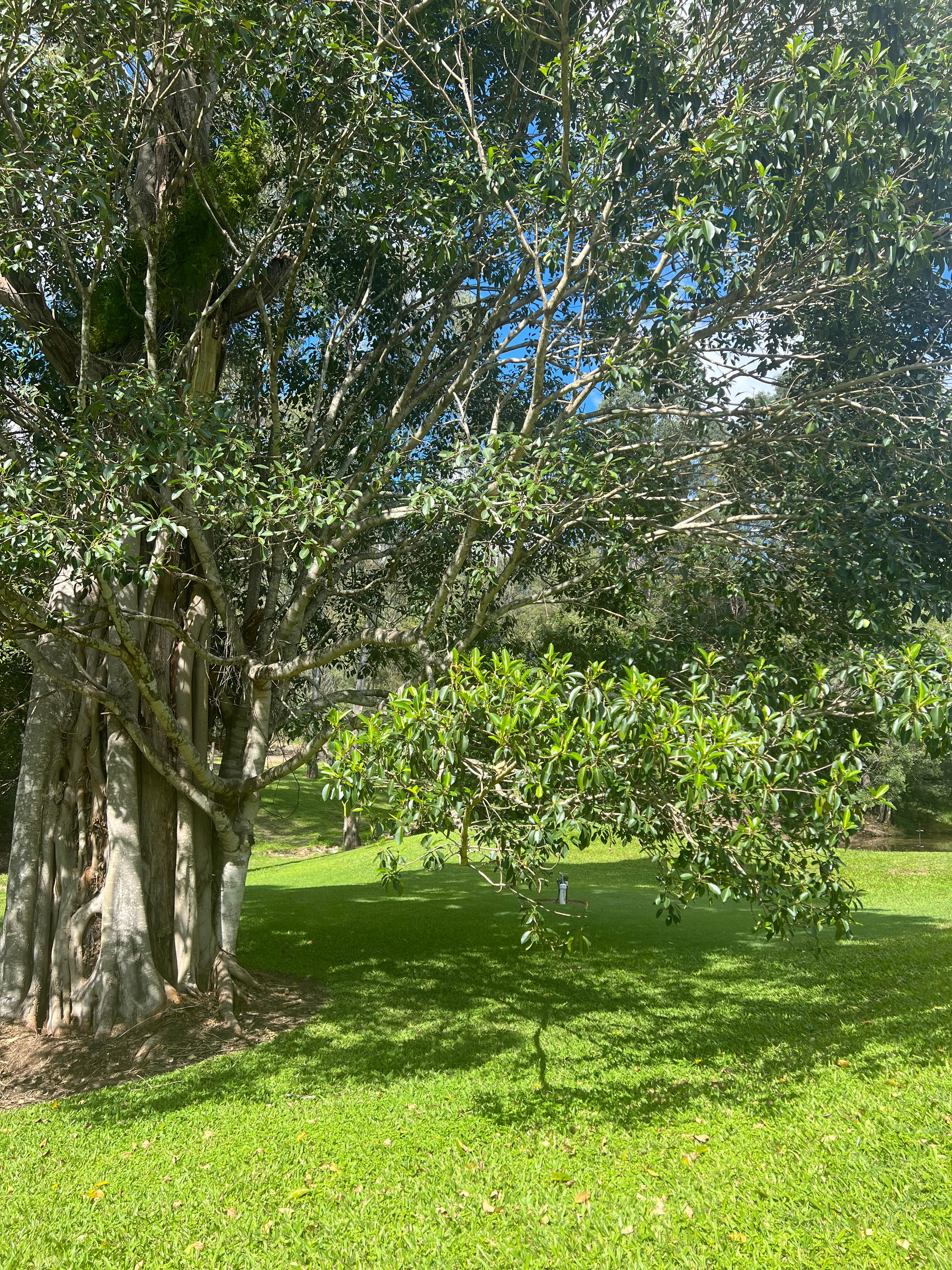 The Enchanted Paddock