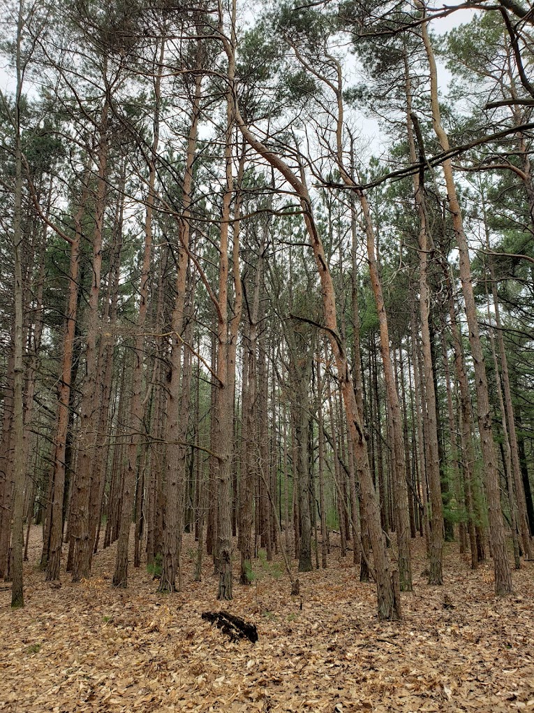 Pioneer County Park