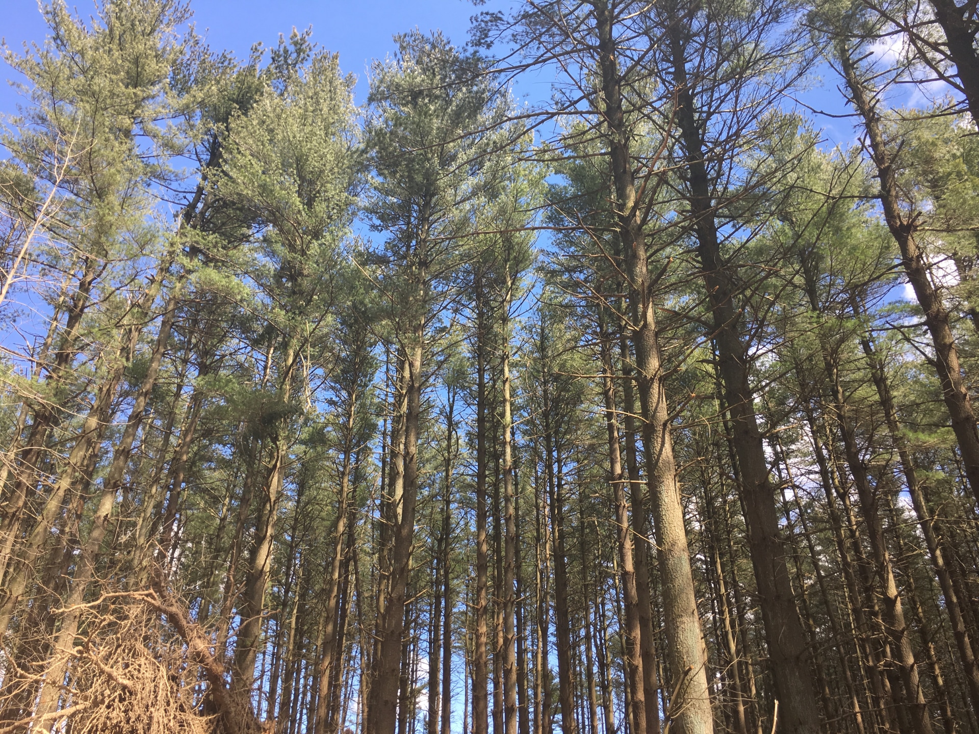 Delaware Forest Service