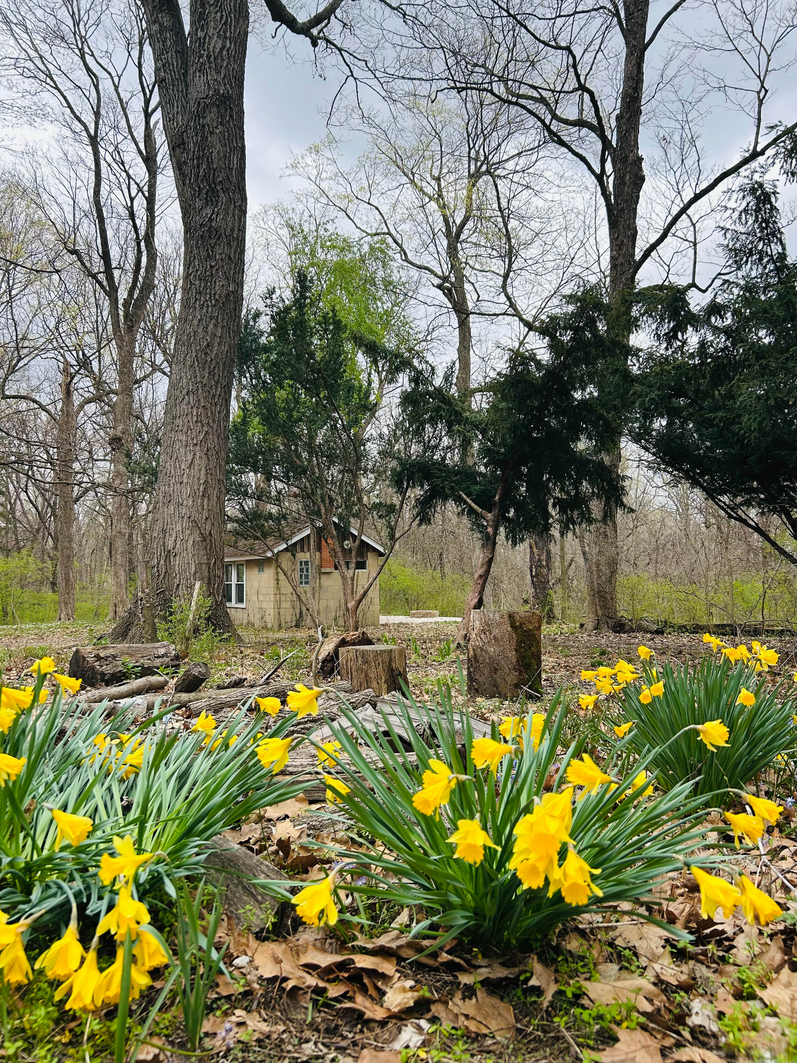 Spring tulips