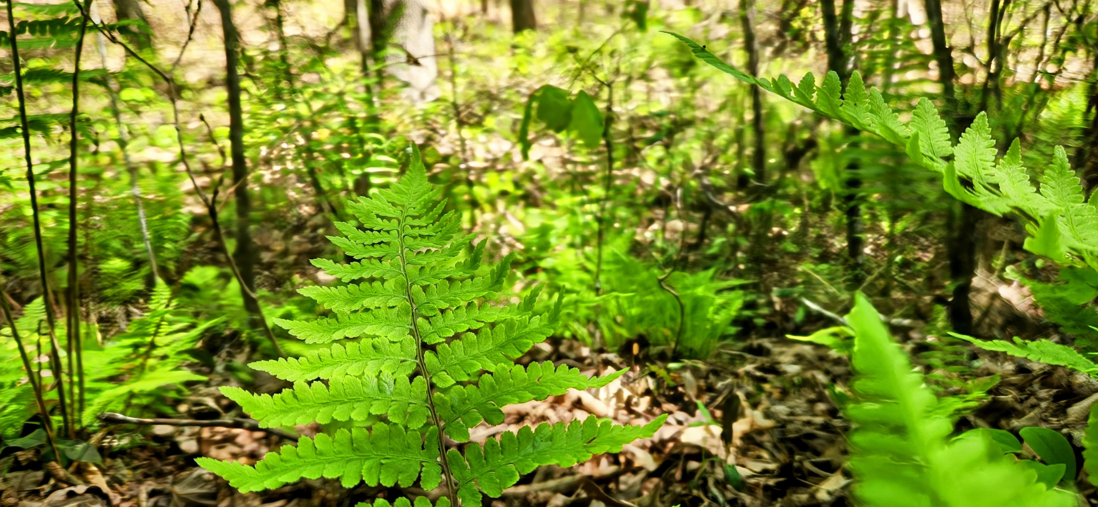 Parkers' Glen