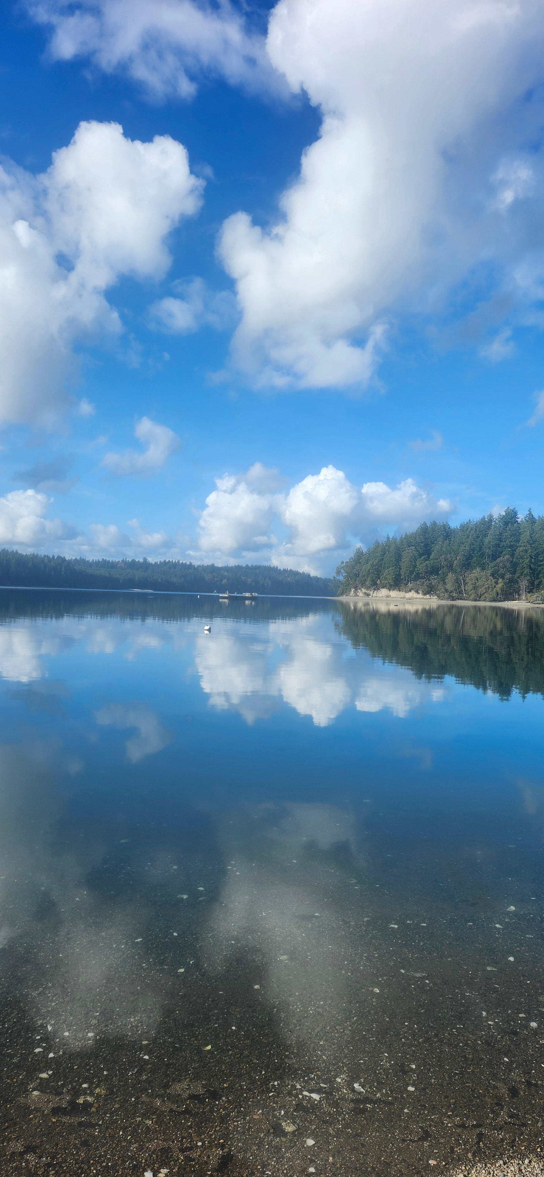 Woodland Grove on the Coast
