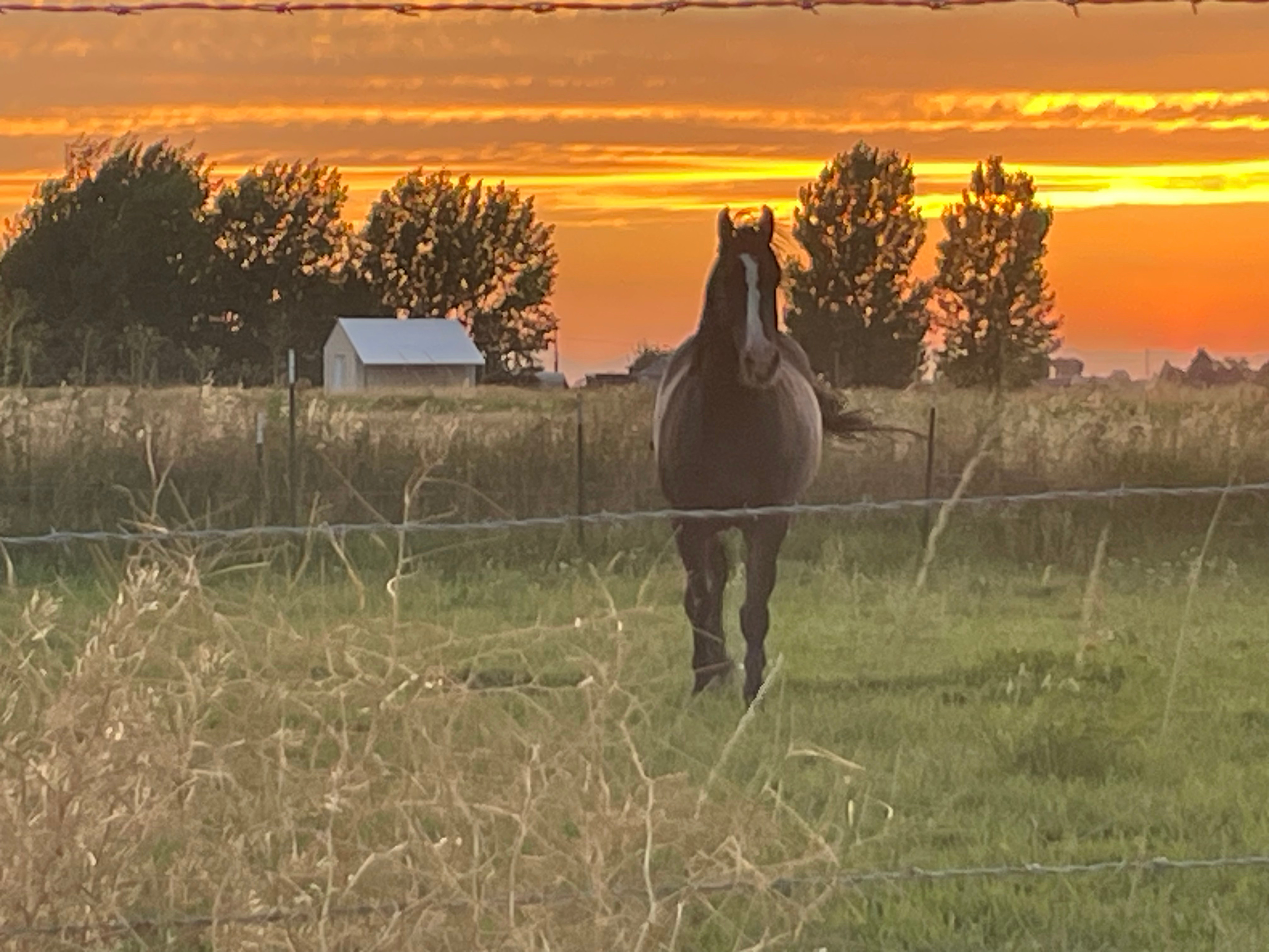 Hobby Farm With Perfect Sunsets