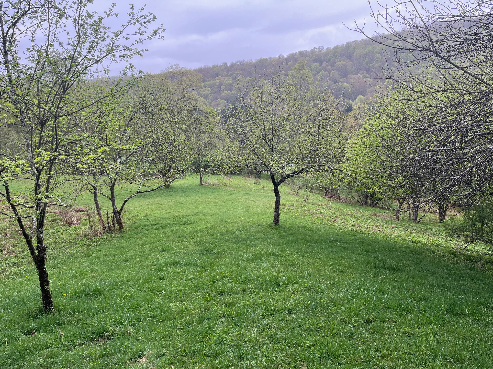 Old Orchard