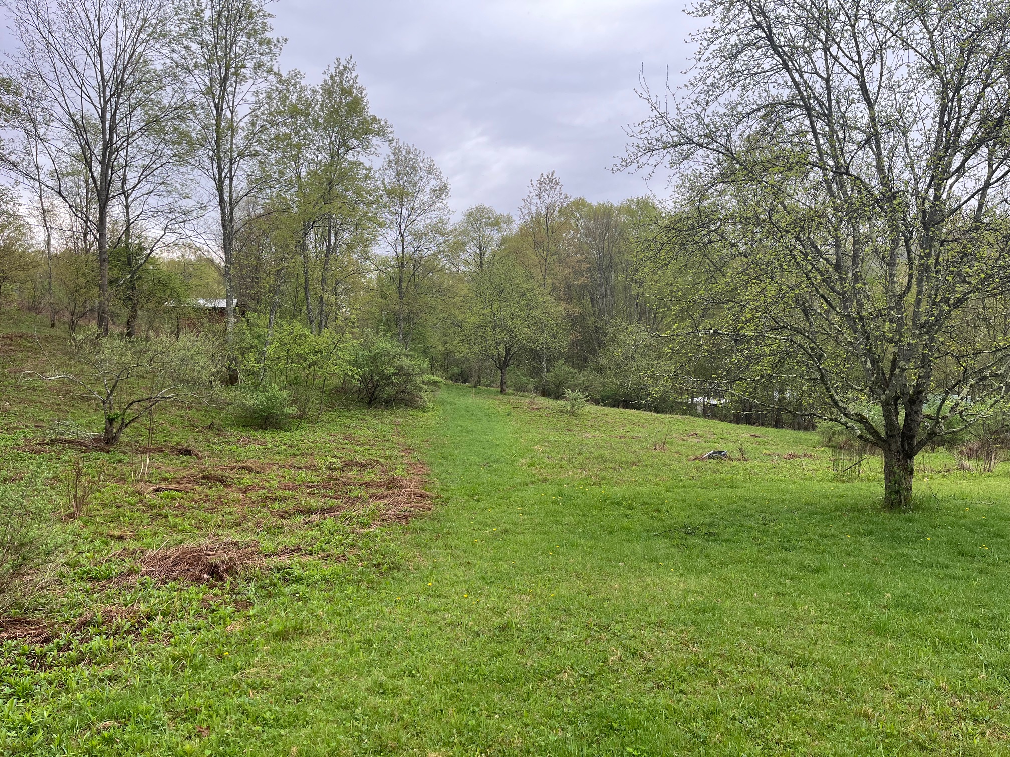 Old Orchard