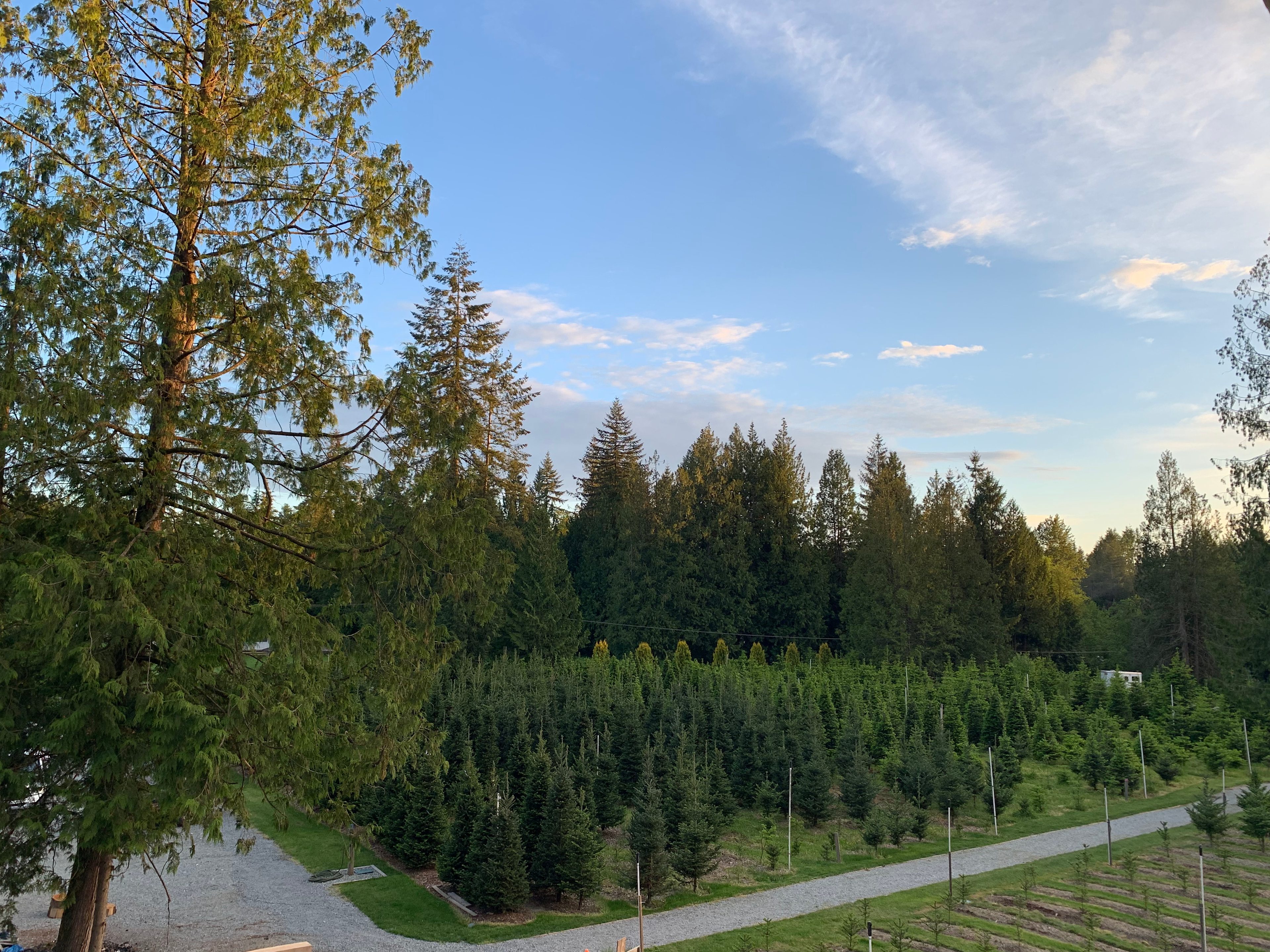 Tree Farm Retreat