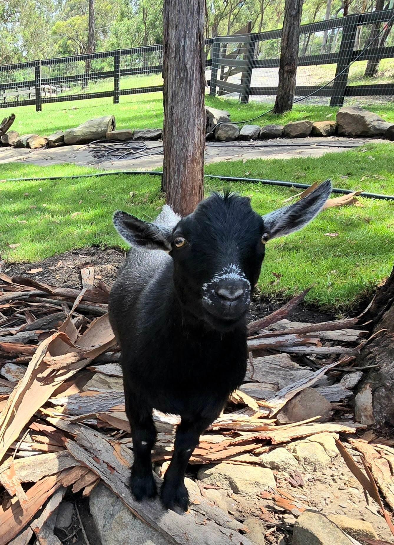 Rosewood Farm's Riverside Glamping