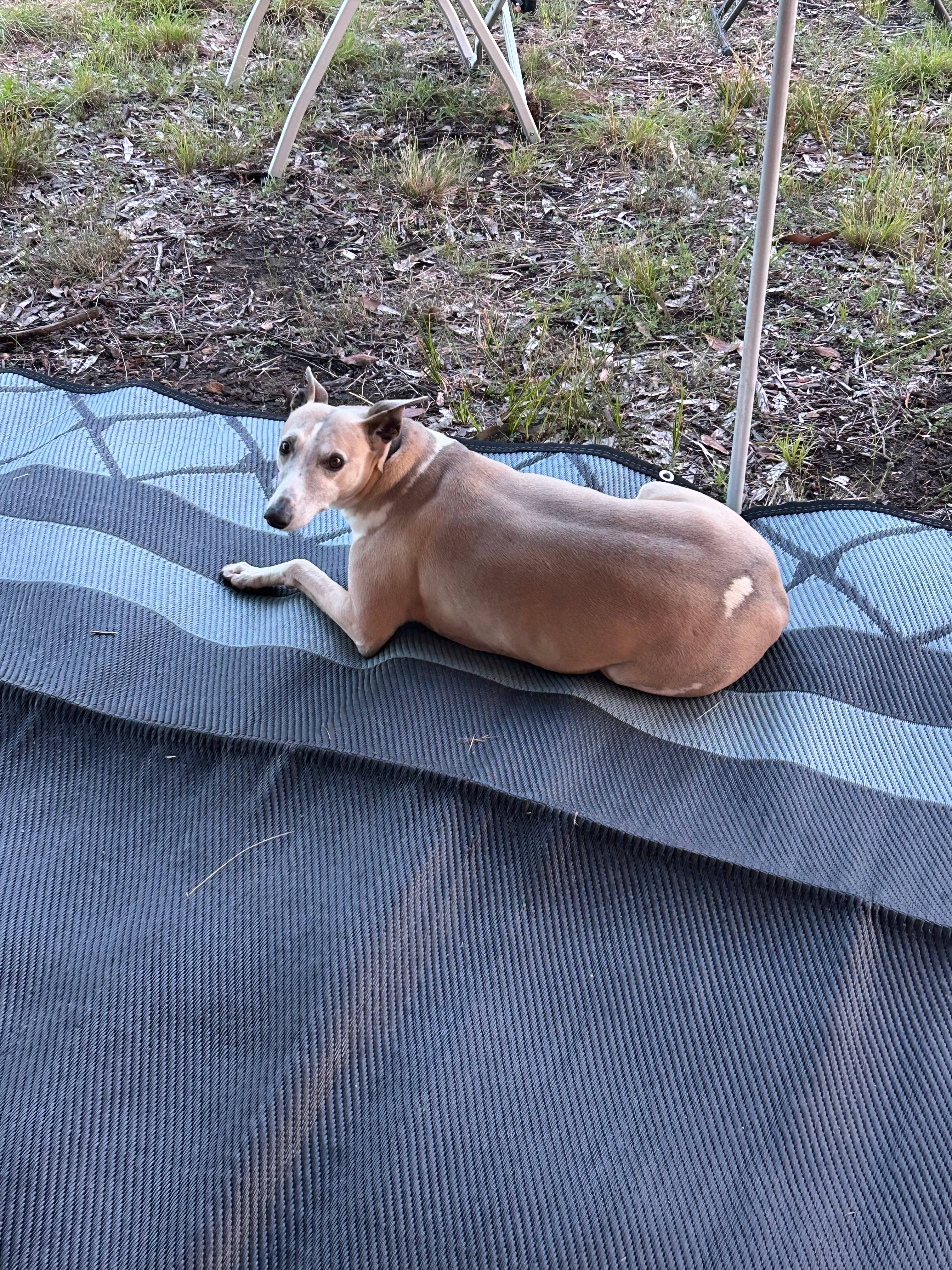 Our beautiful visitor